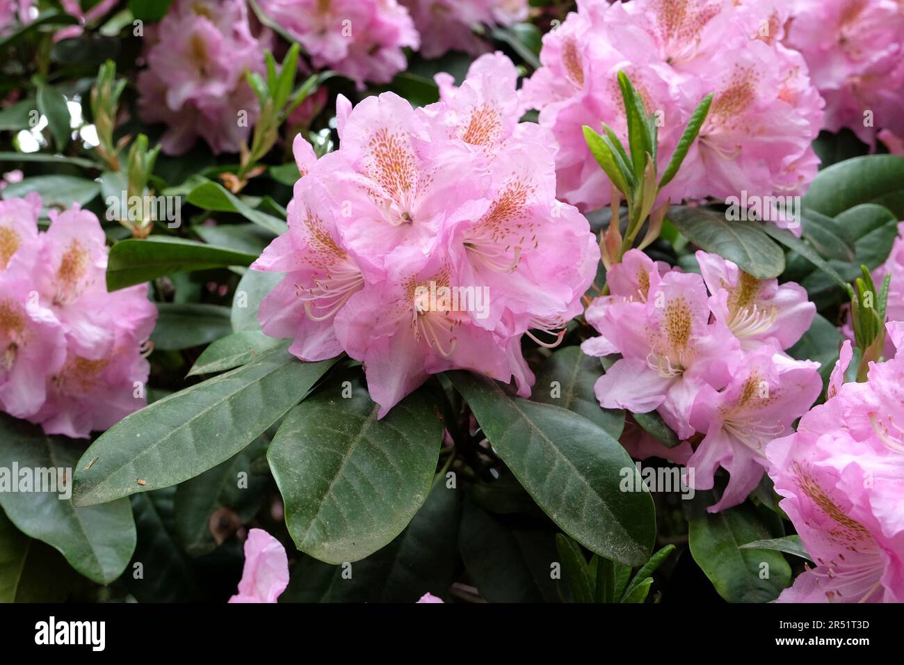 Pink Rhododendron 'Scintillation' in flower Stock Photo - Alamy