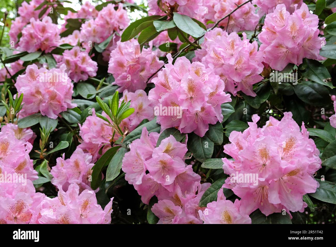 Pink Rhododendron 'Scintillation'  in flower. Stock Photo