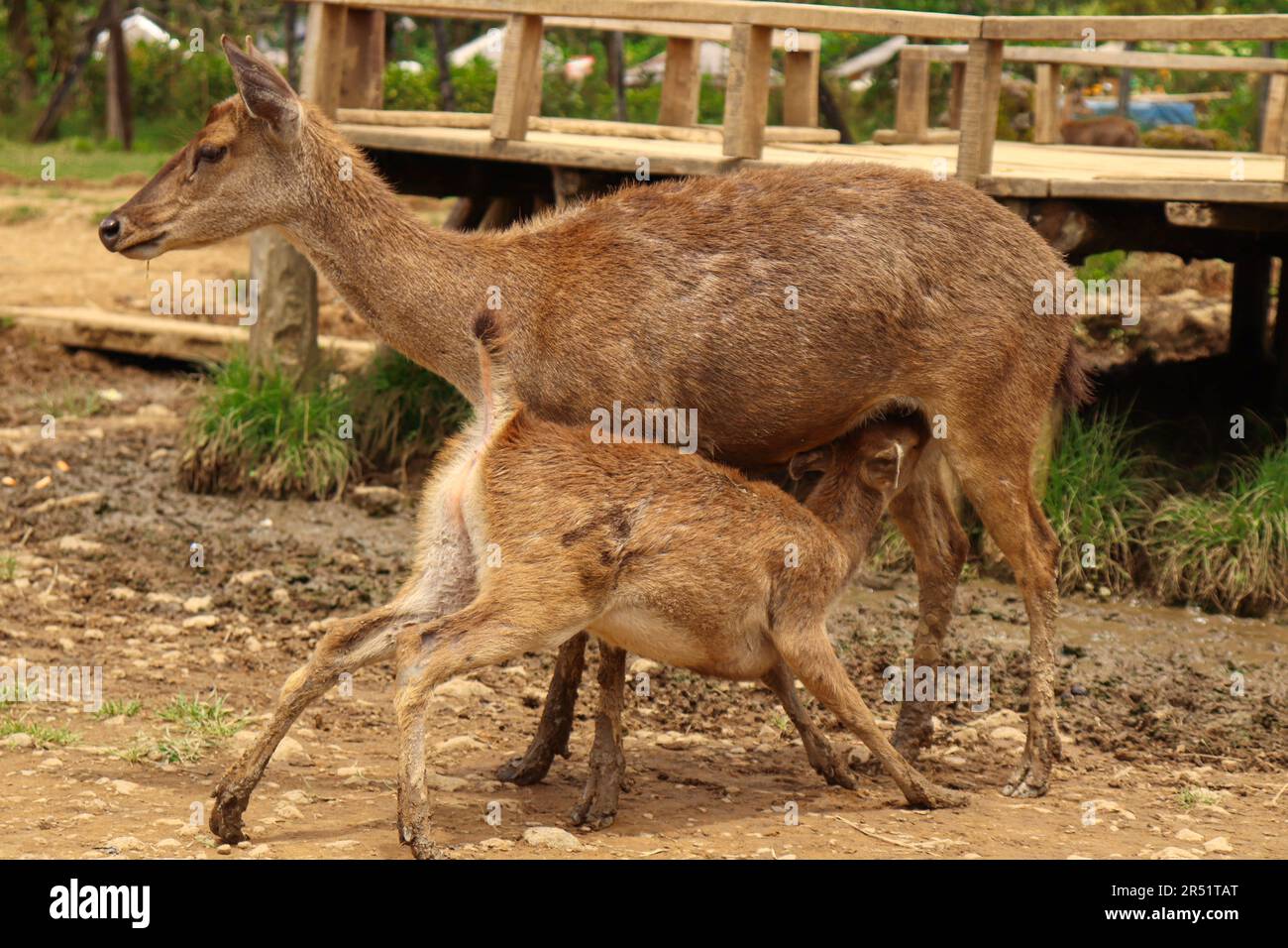 A mother deer feeding her Fawns with milk Stock Photo - Alamy