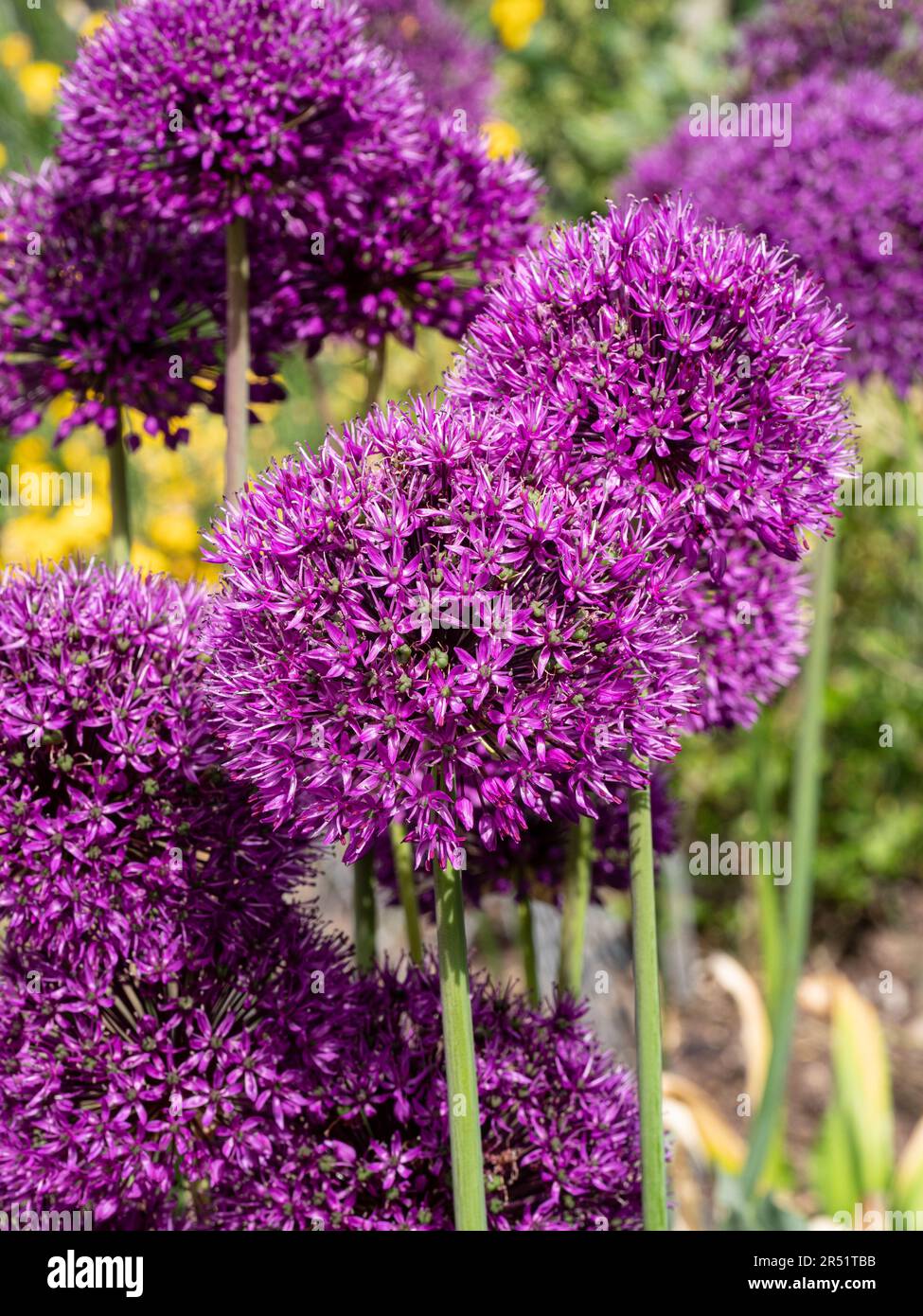 The purple ball shaped flowers of the Allium 'Purple Sensation' Stock Photo