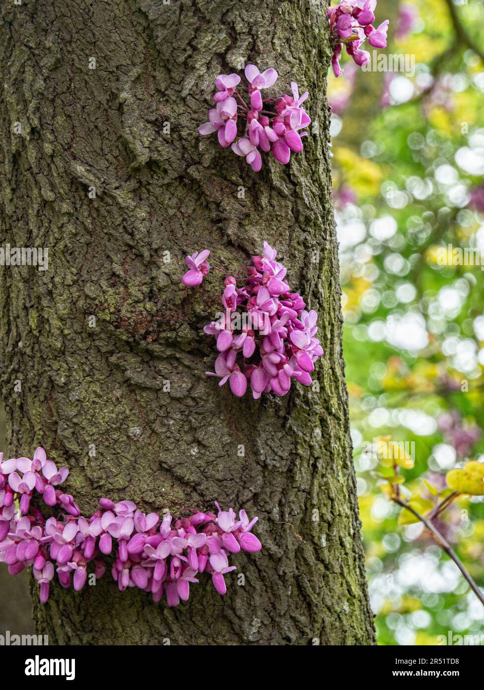 A group deep pink of epicormic flowers on the trunk of a Judas tree Cercis siliquastrum Stock Photo