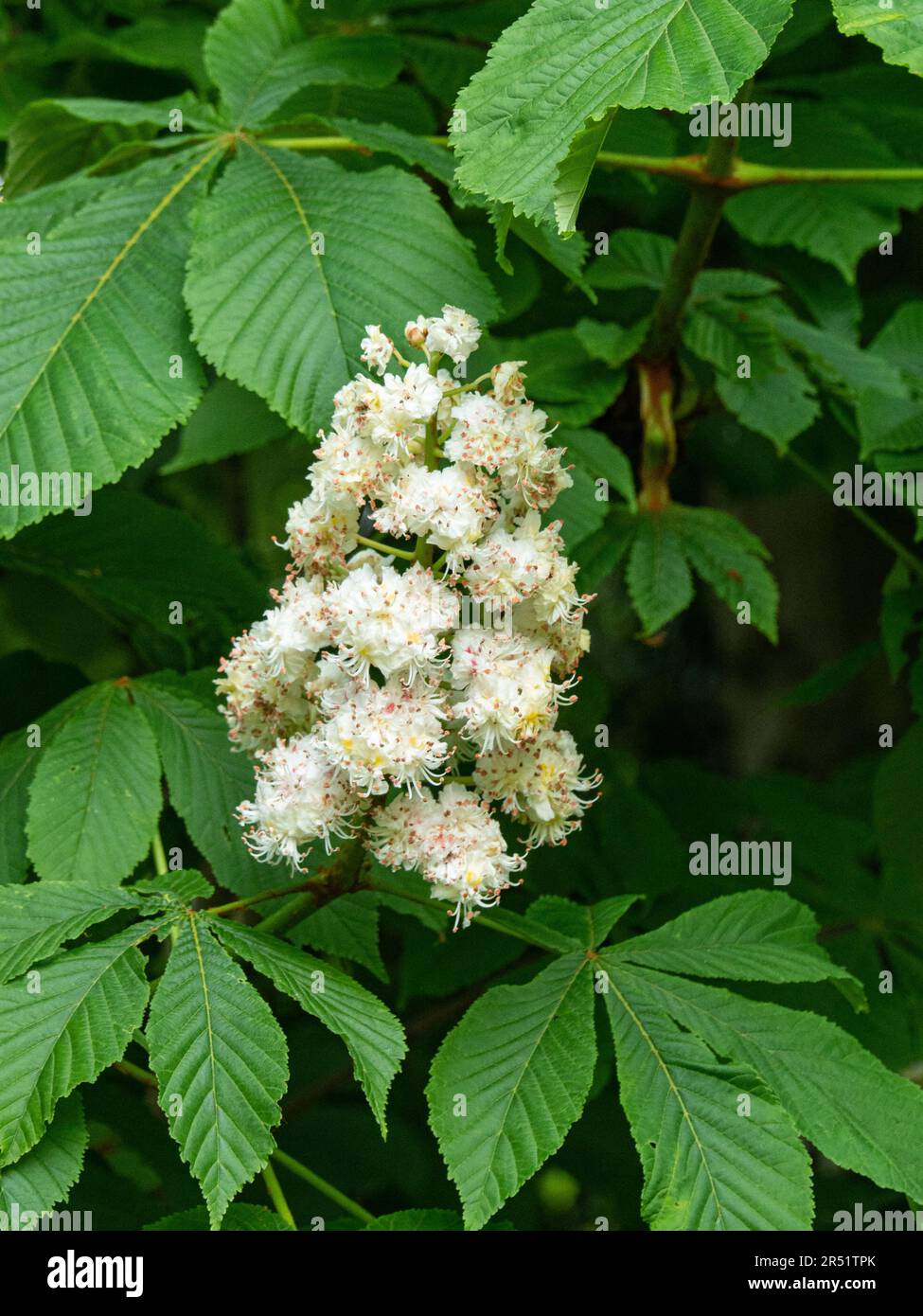 The white upright flower spikes of the horse chestnut Aesculus hippocastanum Stock Photo