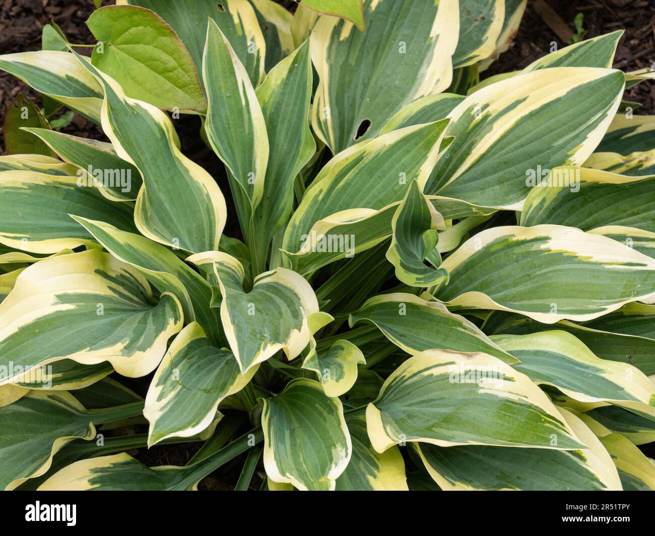 The cream and green variegated foliage of Hosta 'Wolverine' Stock Photo