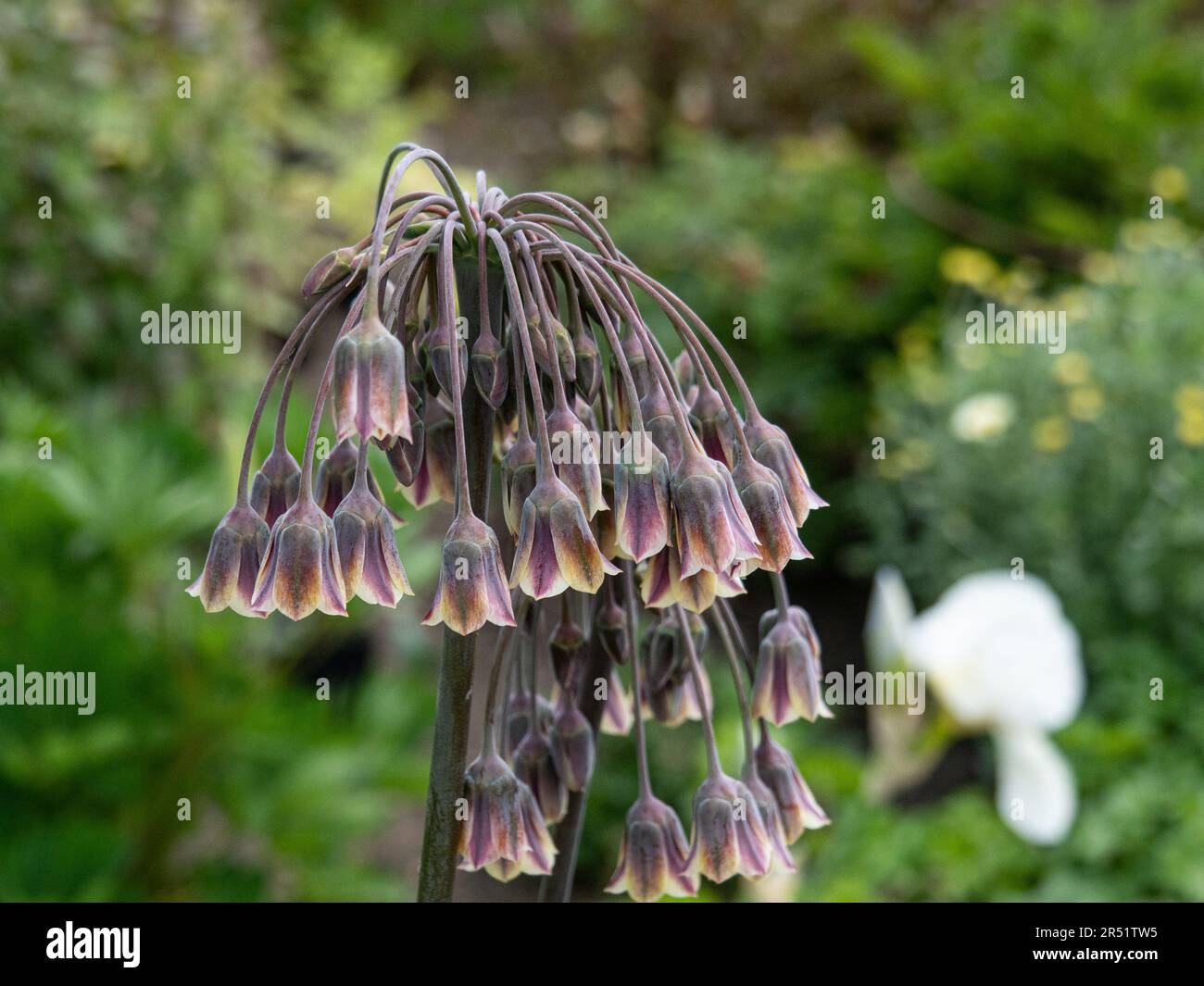 A group of heads of the droop chocolate brown flowers of  Nectaroscordum siculum Stock Photo