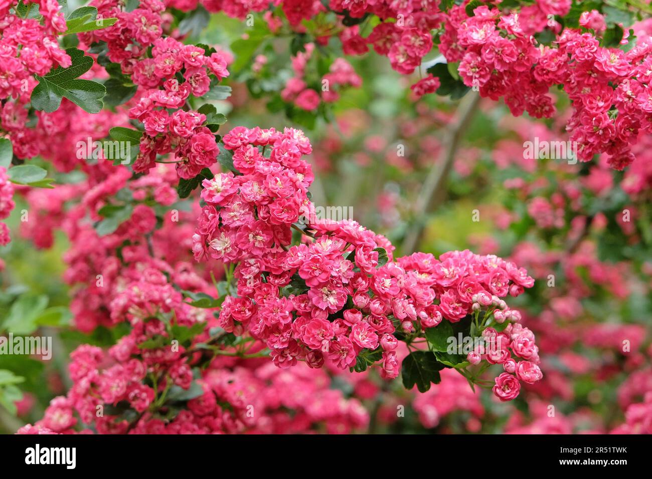 English Hawthorn 'PaulÕs Scarlet' in flower. Stock Photo