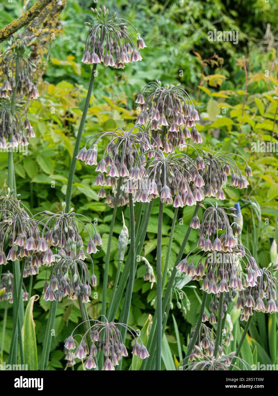 A group of heads of the droop chocolate brown flowers of  Nectaroscordum siculum Stock Photo