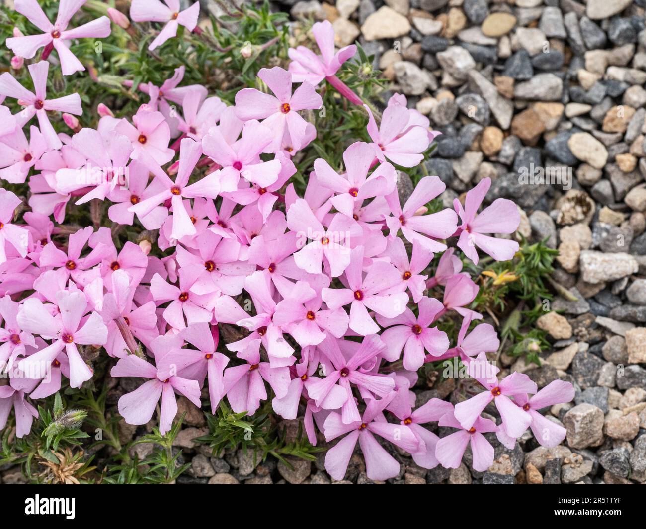 A close up of a group of shell pink flowers of the alpine phlox Phlox douglasii 'Boranovice' Stock Photo