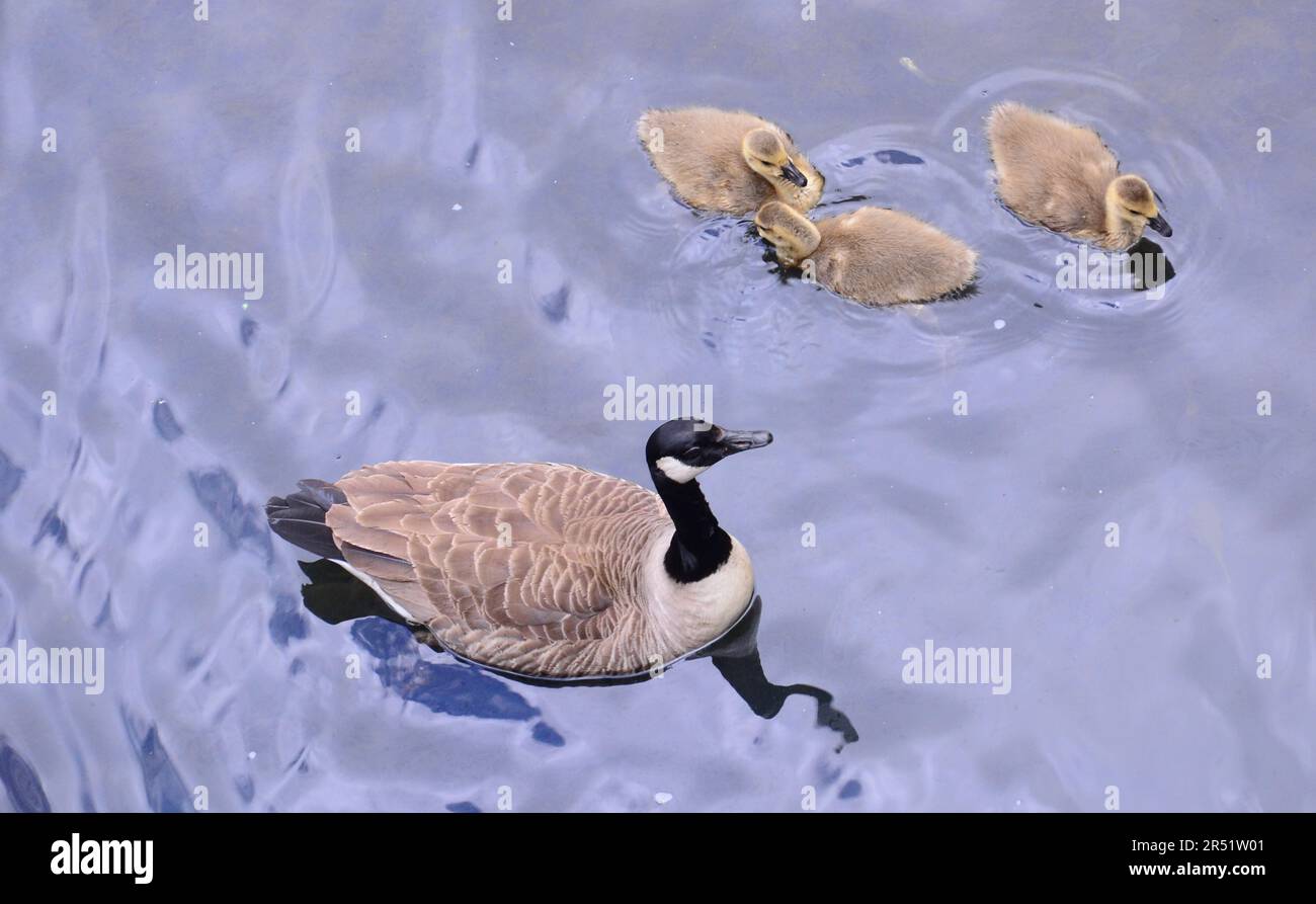 Canada goose cheap manchester uk