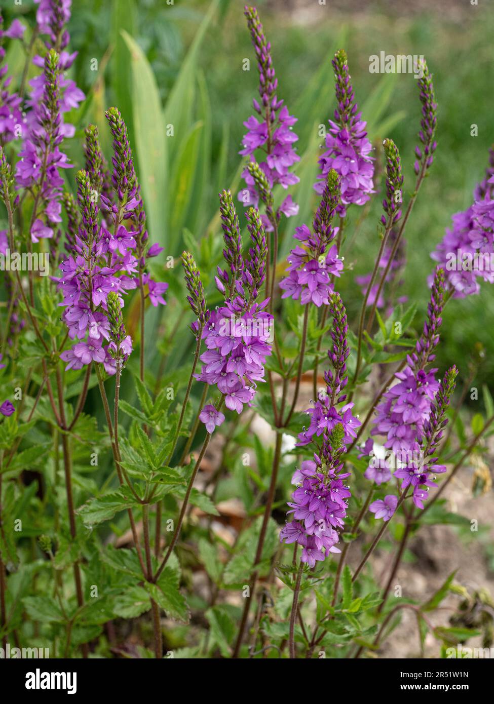 The delicate deep pink flower spikes of Veronica 'Ellen Mae' Stock Photo