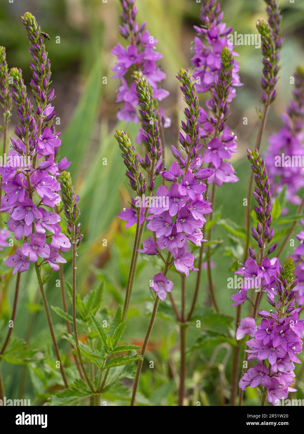 The delicate deep pink flower spikes of Veronica 'Ellen Mae' Stock Photo