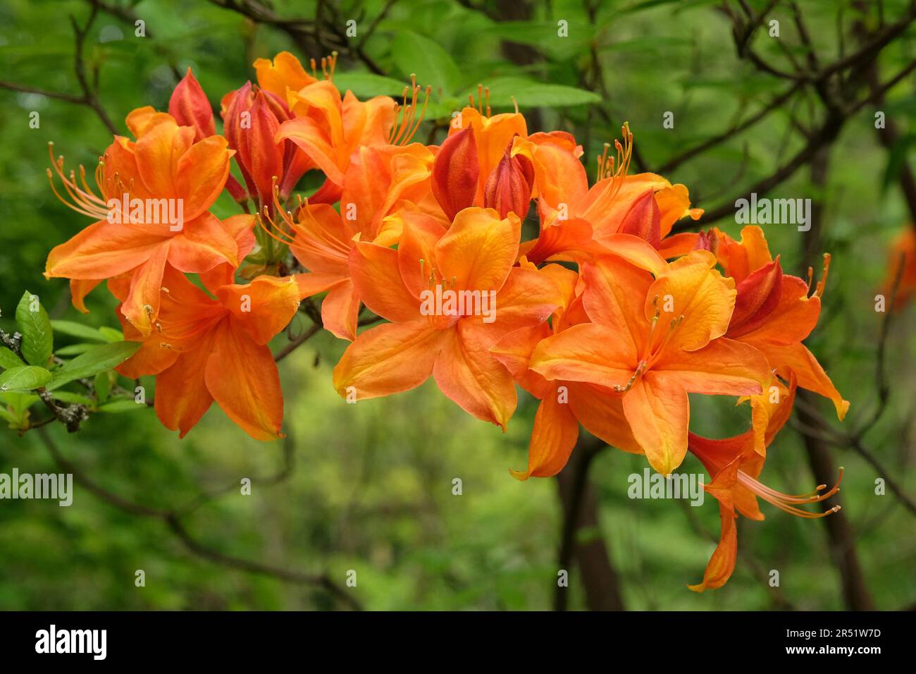 Rhododendron Golden Flare Exbury in flower, Stock Photo