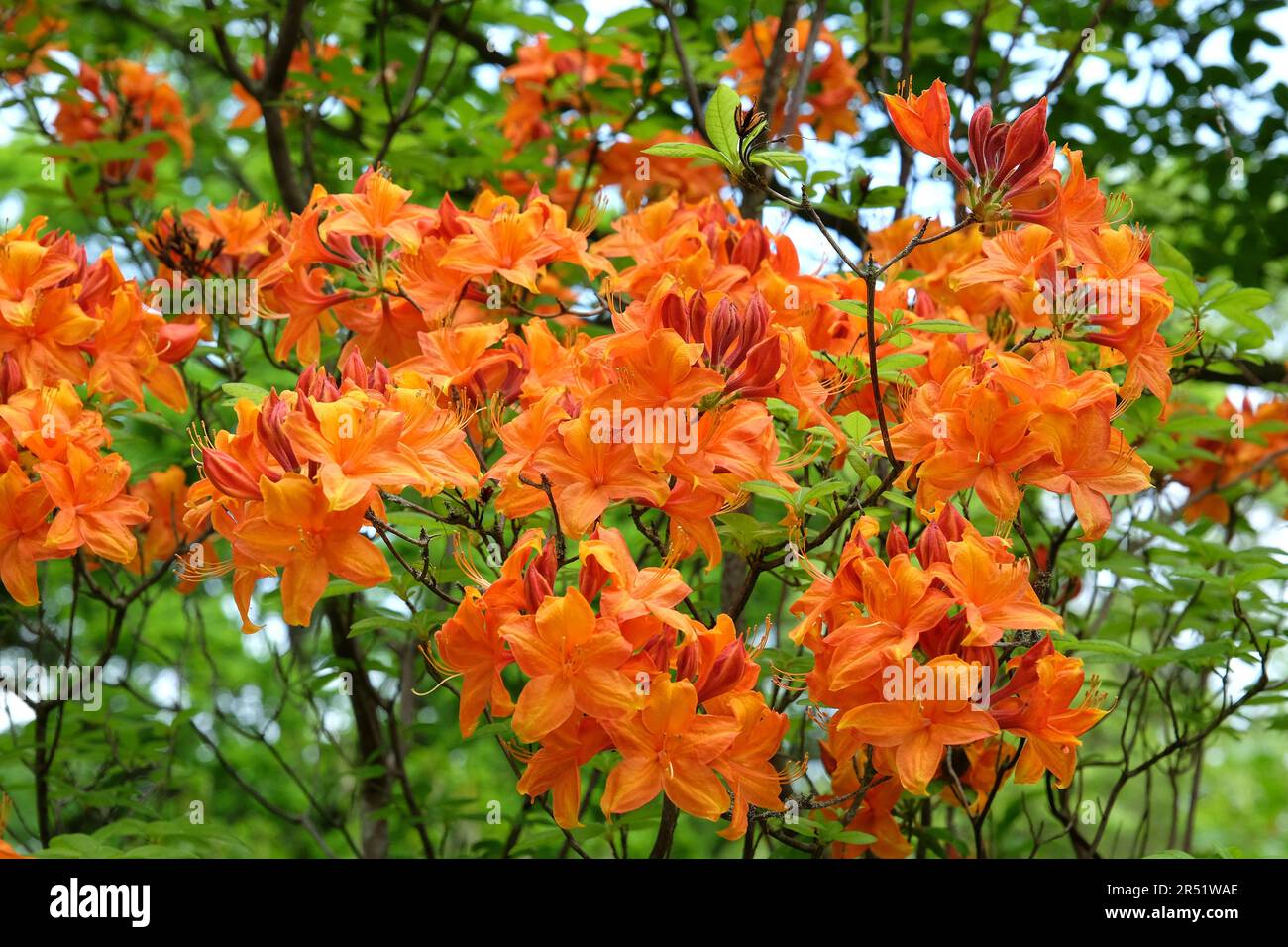 Rhododendron Golden Flare Exbury in flower, Stock Photo