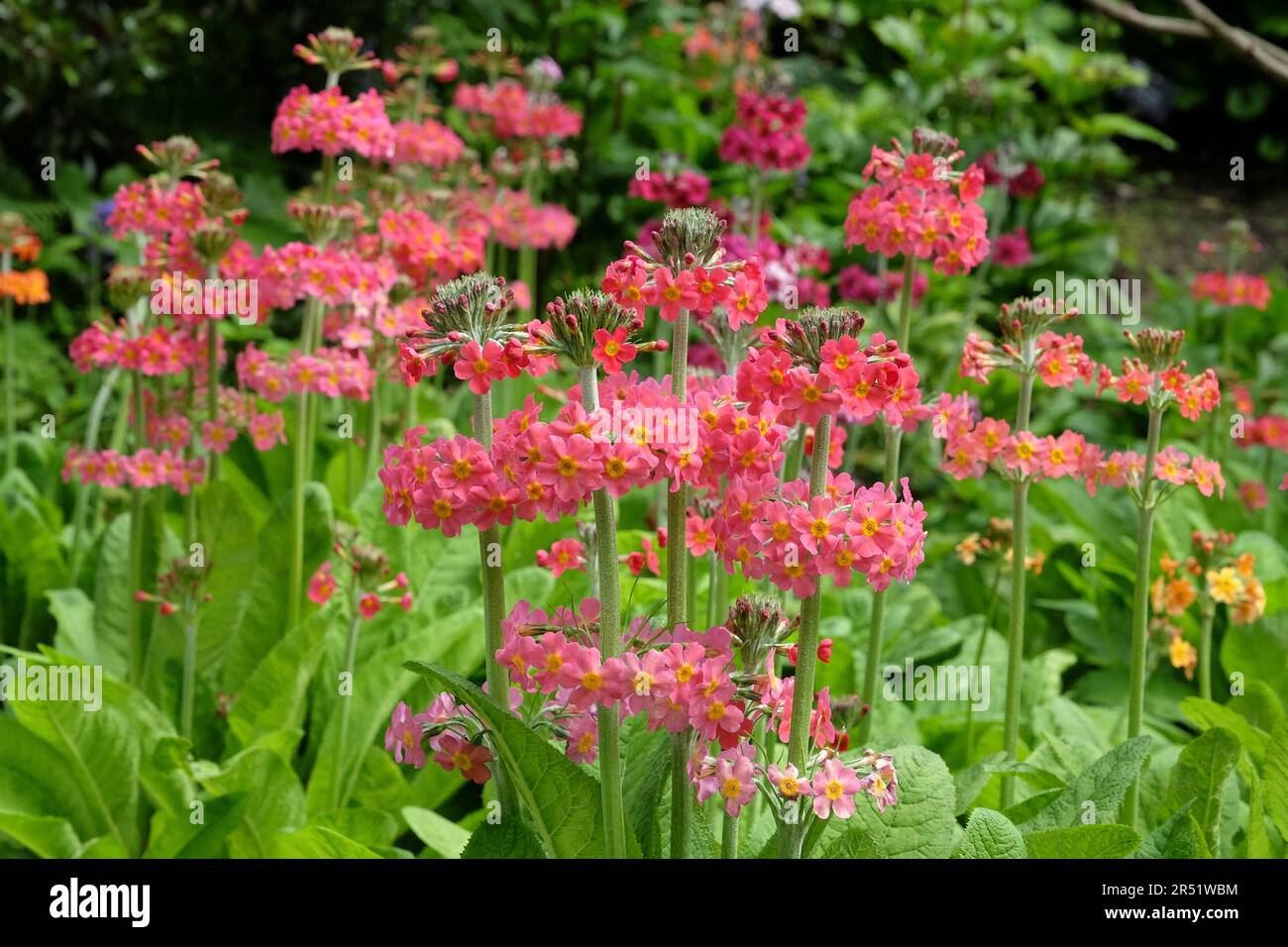 Pink Primula pulverulenta 'mealy primrose' in flower Stock Photo