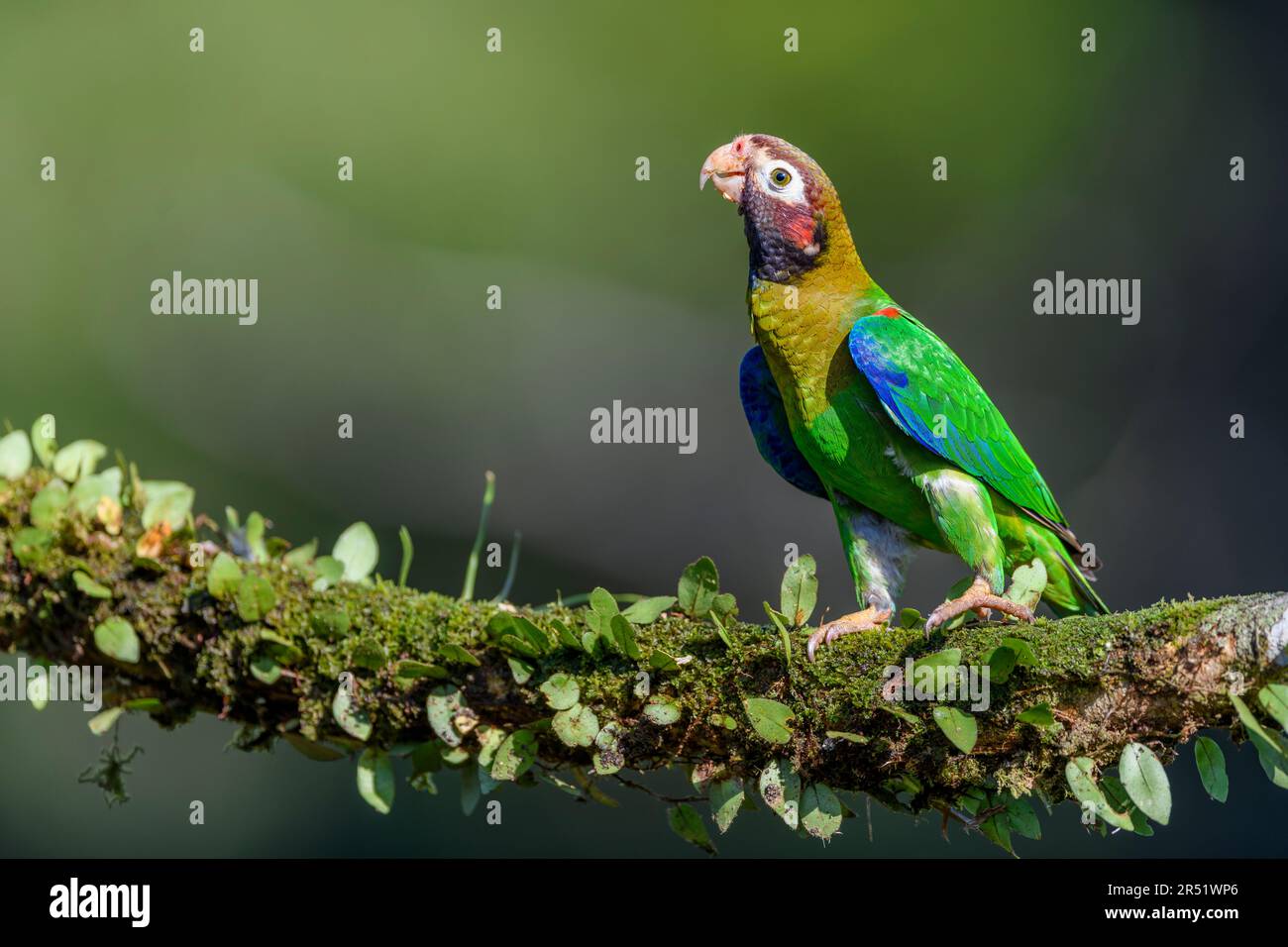 Brown-hooded parrot (Pyrilia haematotis) from Laguna Lagarto, Costa Rica. Stock Photo