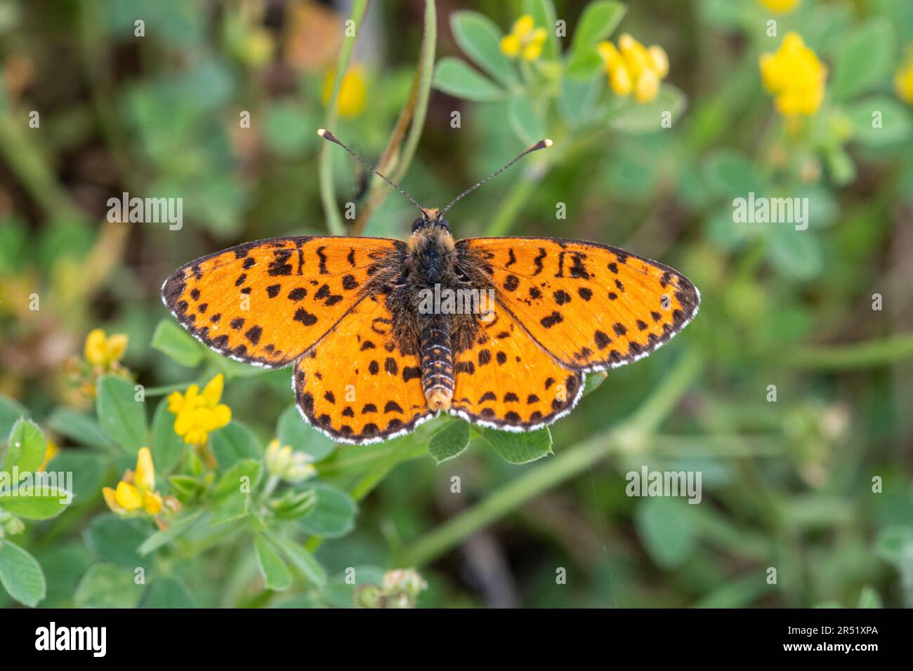 Spotted fritillary butterfly (Melitaea didyma) upperside, in a widflower meadow in Italy, Europe, during May Stock Photo