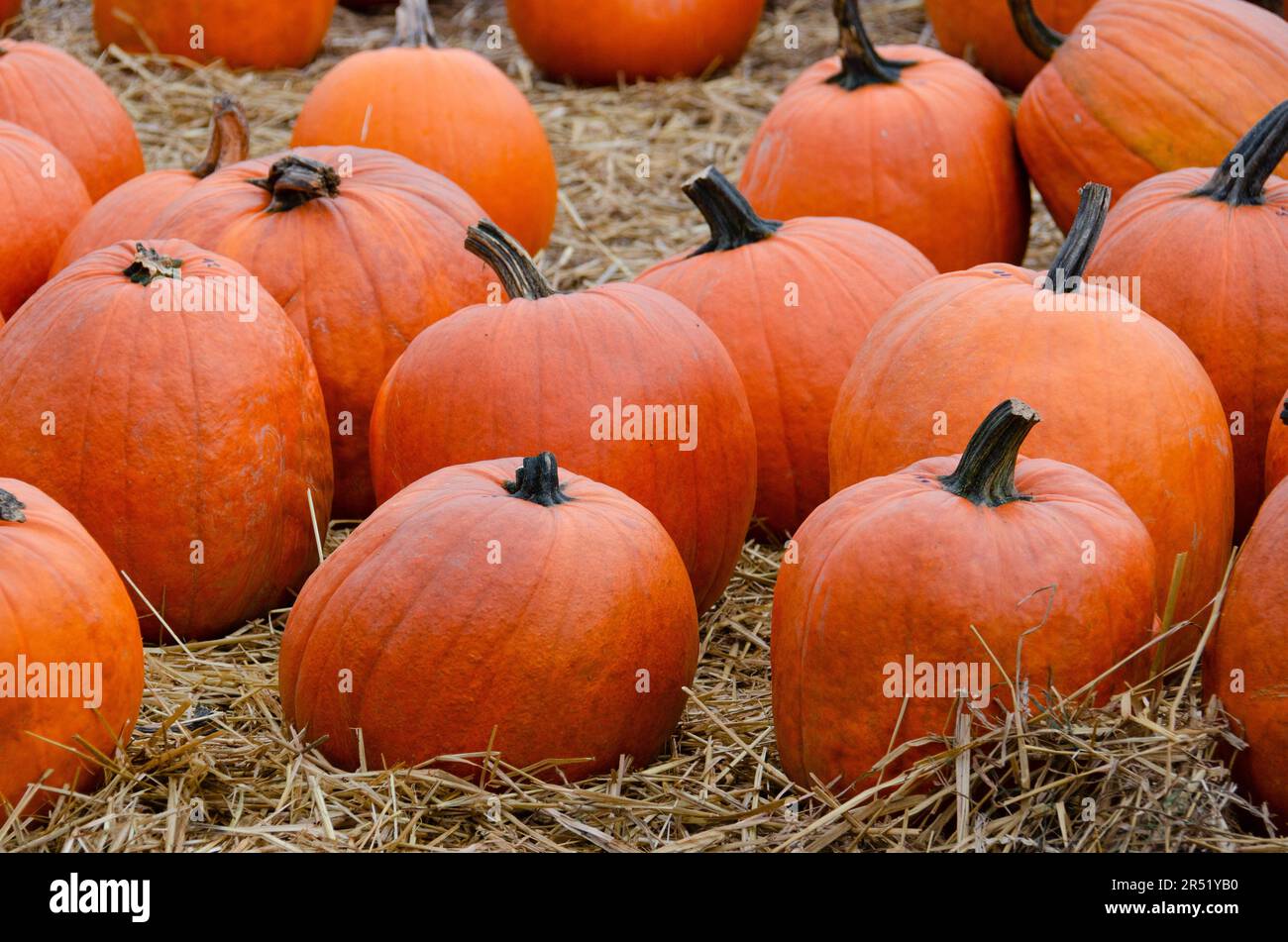 Beautiful plump pumpkins on a straw bedding photographed at the Pumpkin Farm in Powsin. Stock Photo