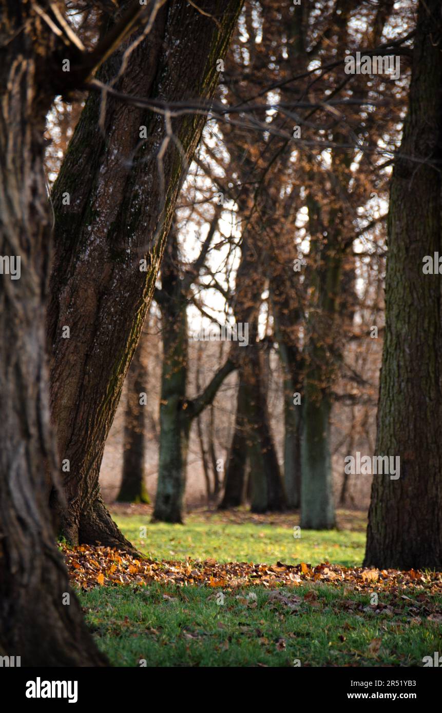 Park surrounding the ruins of the Lubienski Palace, Okuniew. A shot of autumn leaves between the trees. Stock Photo
