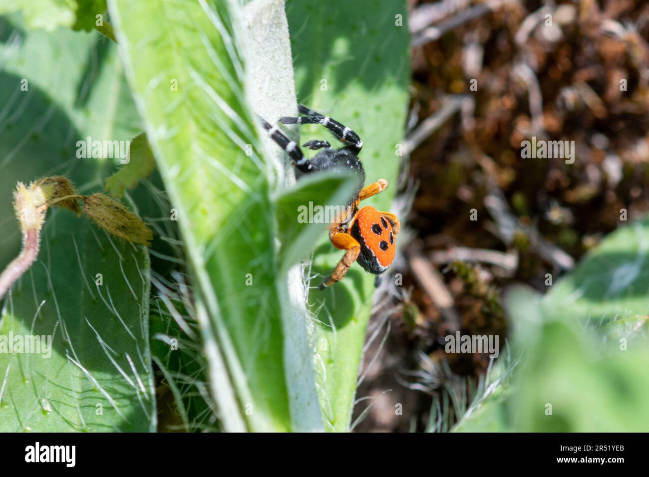 Ladybird spider (Eresus kollari), a brightly coloured spider in the Eresidae family, among vegetation in grassland habitat in Central Italy, Europe Stock Photo