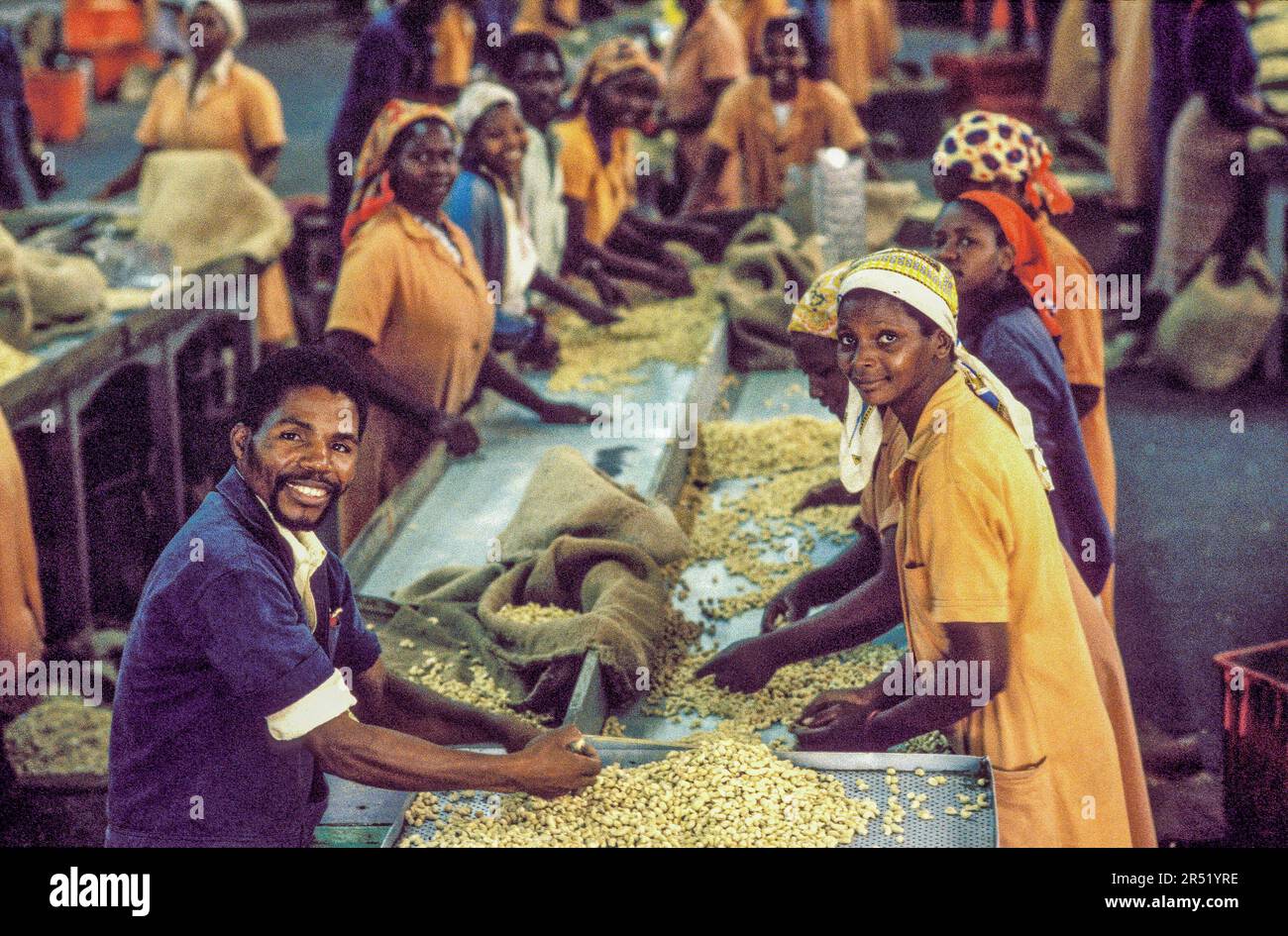 Mozambique, XaiXai region; Employees working in a cashew nut factory