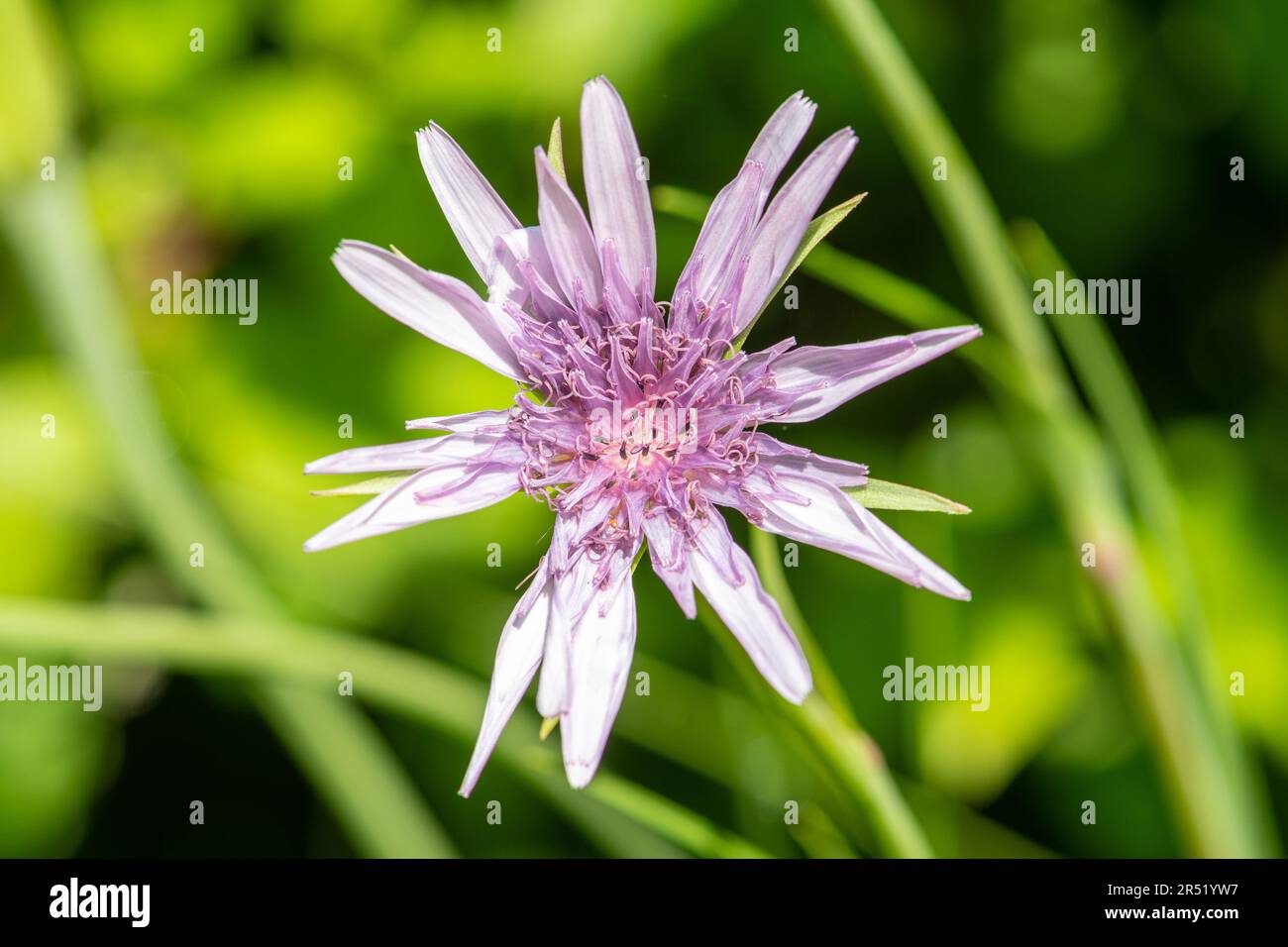 Purple pink flower of Tragopogon porrifolius (common or purple salsify, jack go to bed at noon) wildflower growing wild in Umbria, Italy, Europe Stock Photo
