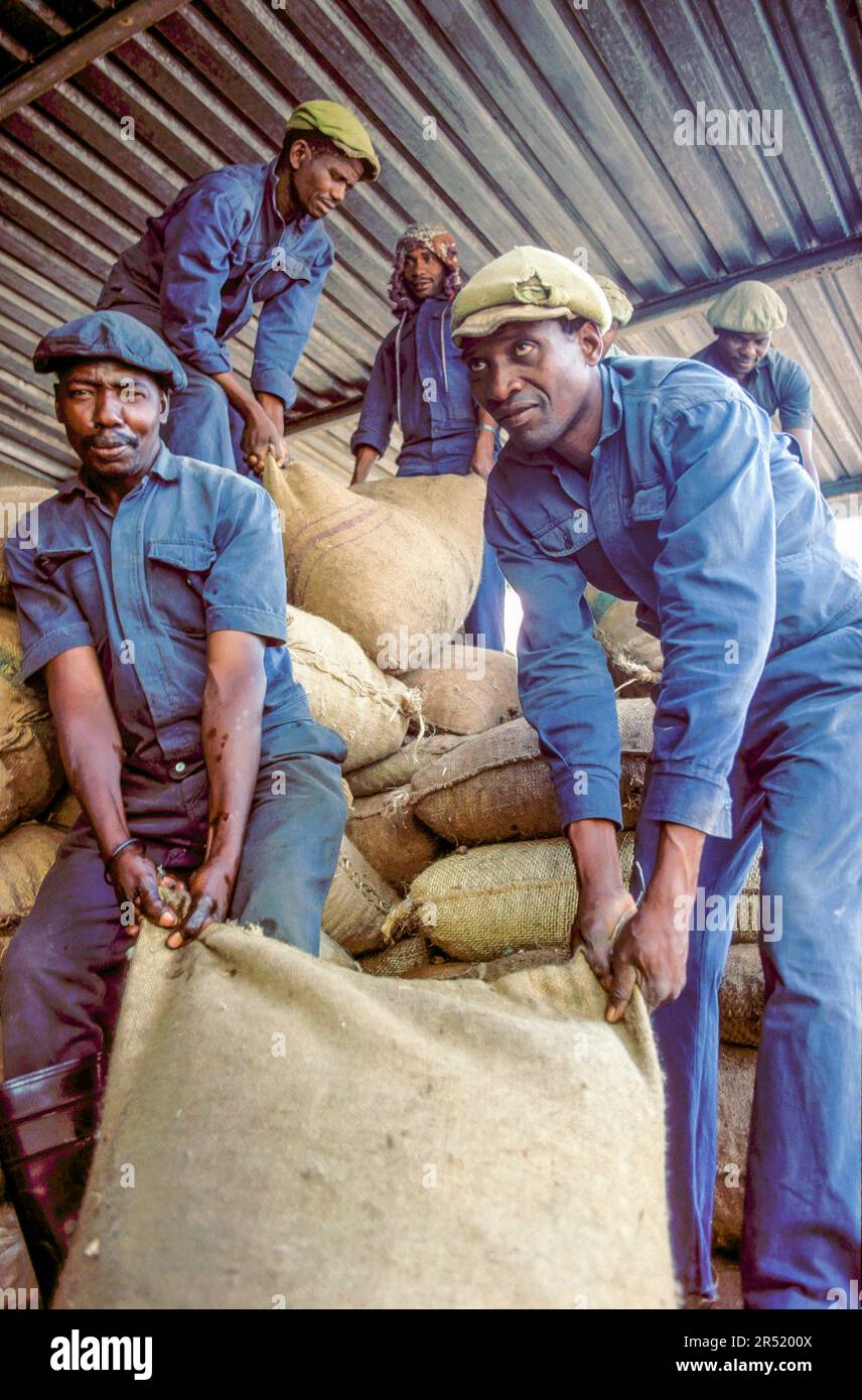 Mozambique, Xai-Xai region; Labourers lifting jute bags with harvested and dried coffee . Stock Photo