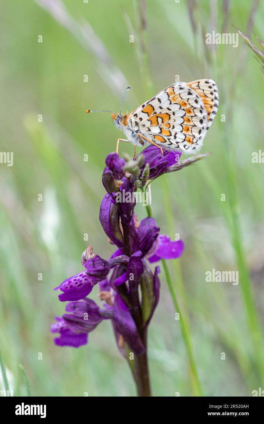 Spotted fritillary butterfly (Melitaea didyma) resting on a green-winged orchid (Anacamptis morio) in a roadside wildflower meadow in Italy, Europe Stock Photo
