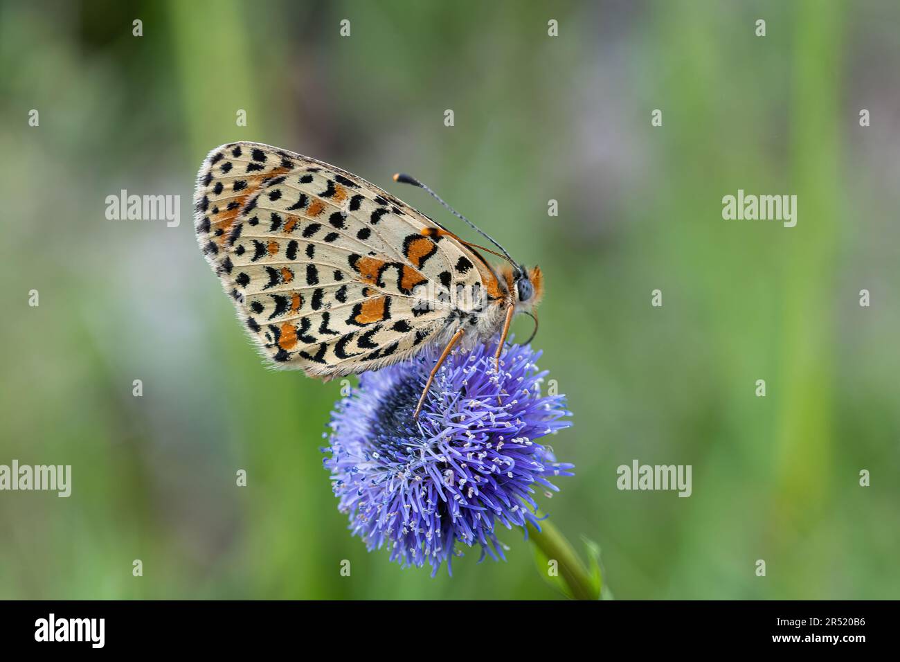 Spotted fritillary butterfly (Melitaea didyma) resting on common globularia (Globularia vulgaris) wildflower in Umbria, Italy, Europe, during May Stock Photo