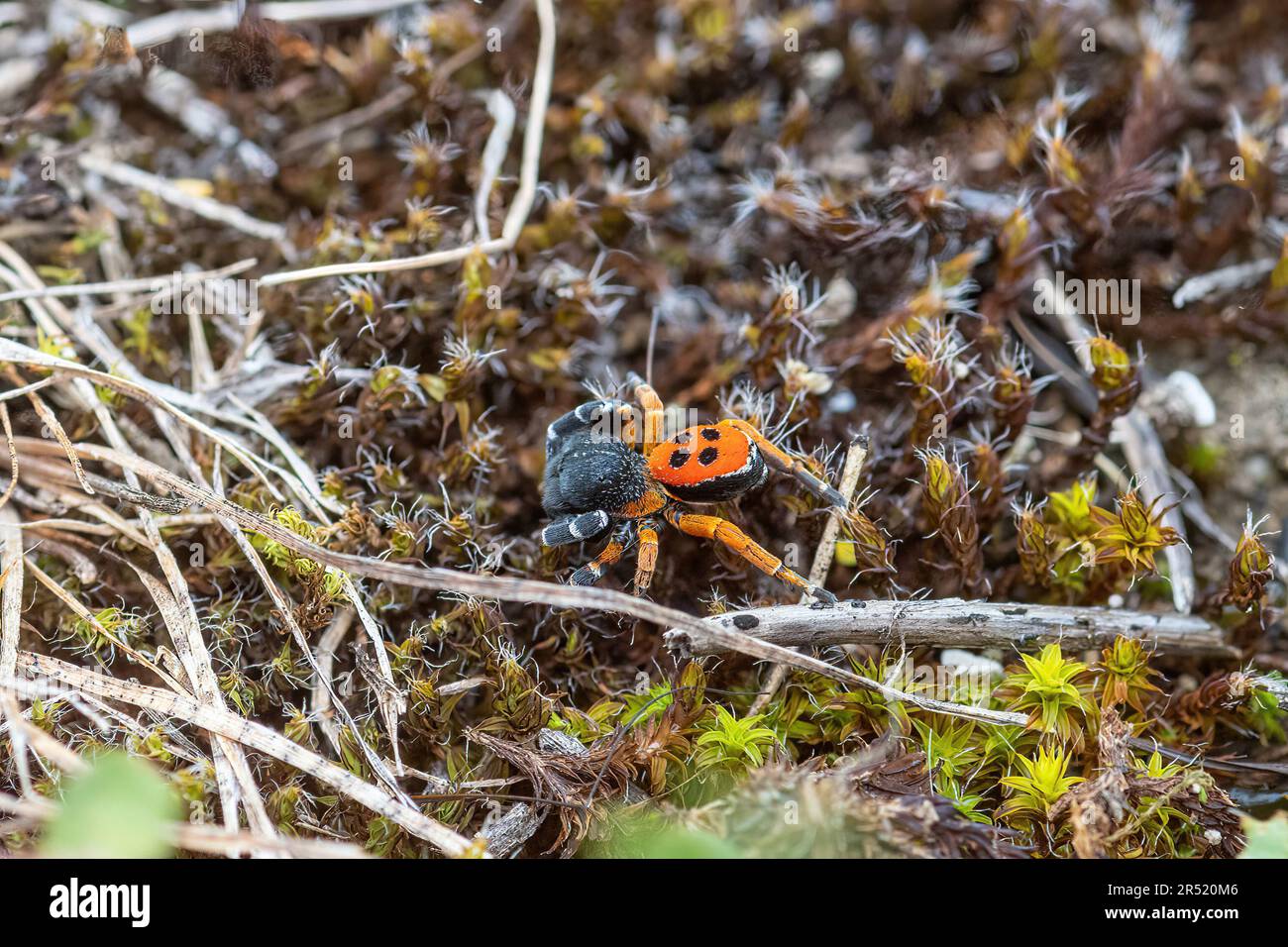 Ladybird spider (Eresus kollari), a brightly coloured spider in the Eresidae family, in Central Italy, Europe Stock Photo