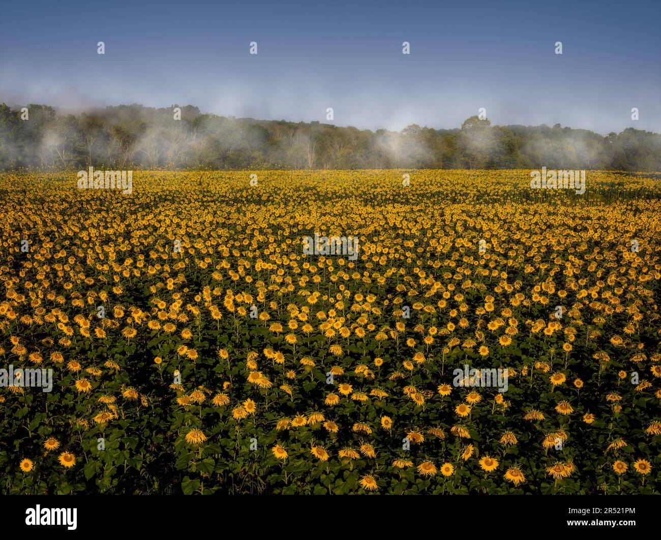 Aerial Sunflower Fields Upper drone view of full bloom sunflower