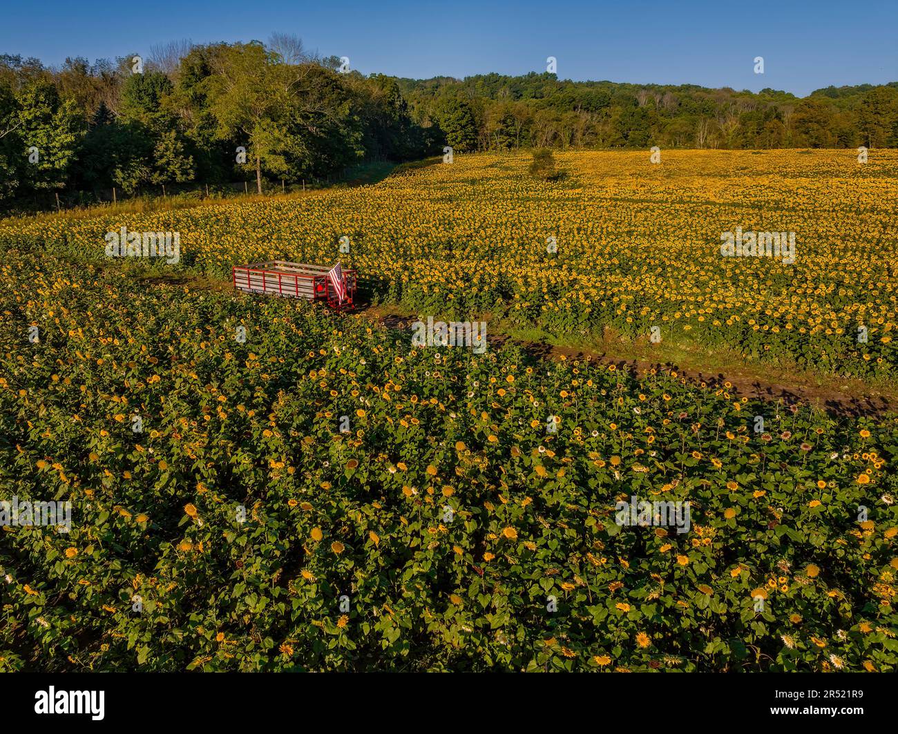 Aerial Sunflower Farm Fields Upper drone view of full bloom sunflower
