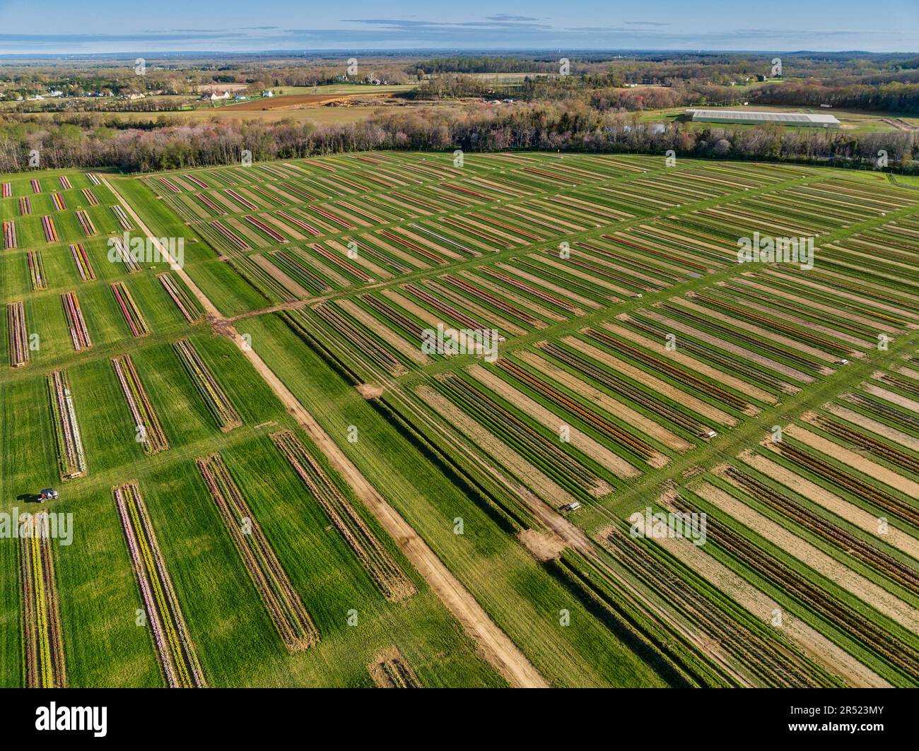 Aerial Tulip Farm - Aerial view of rows of colorful Tulips.  This image is available in color as well as black and white.   To view additional images Stock Photo