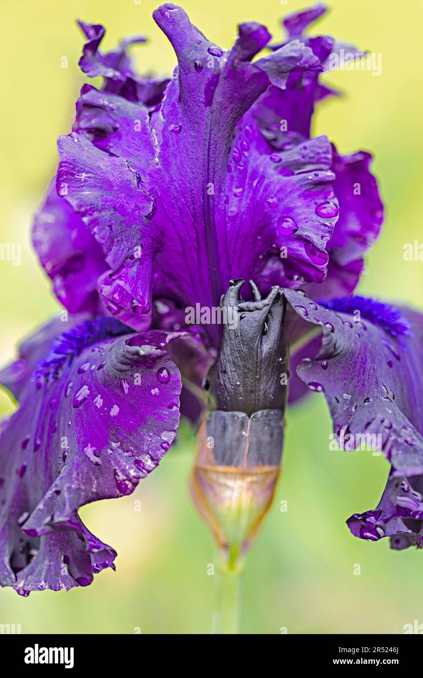 Wet Bearded Iris - A Purple Bearded Iris and bloom compliments a yellow soft background.  This image is also available as a black and white.   To view Stock Photo