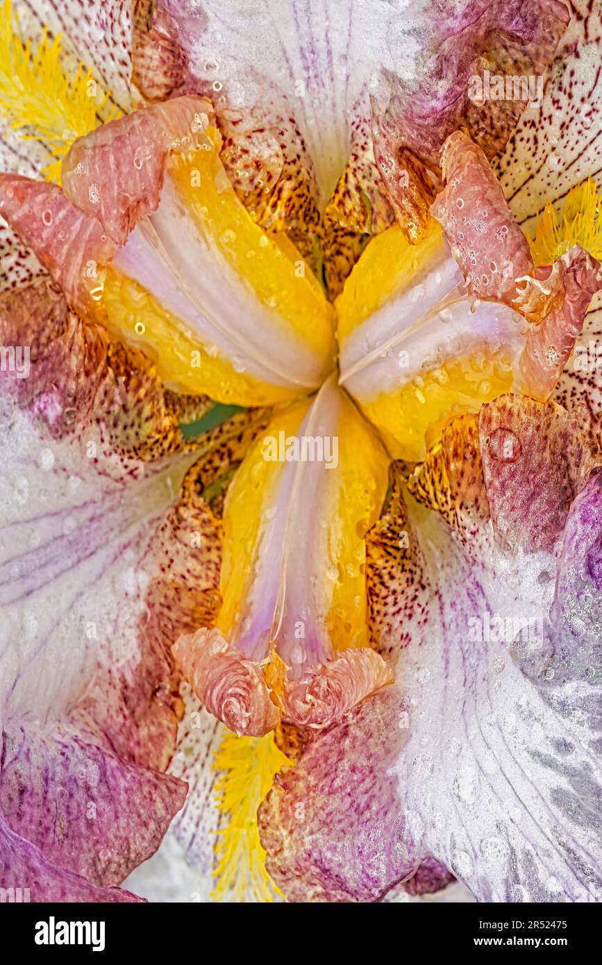 Wet Bearded Iris Flower - A Purple Bearded Iris and bloom compliments a yellow soft background.  This image is also available as a black and white. Stock Photo