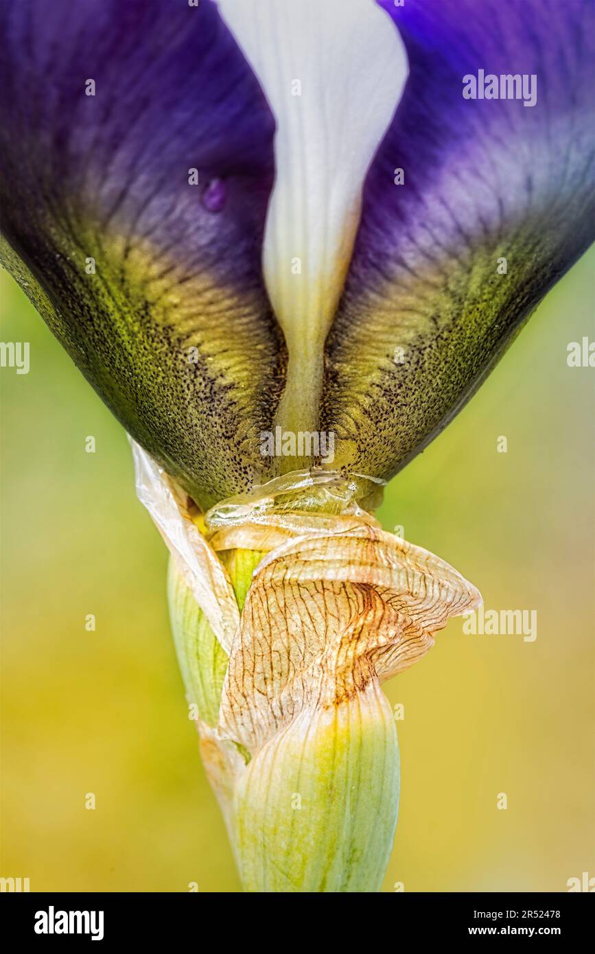 Blooming Iris - Close up view of a purple Bearded Iris, a single water drop after a rain shower and a yellow soft complimentary background.  This imag Stock Photo