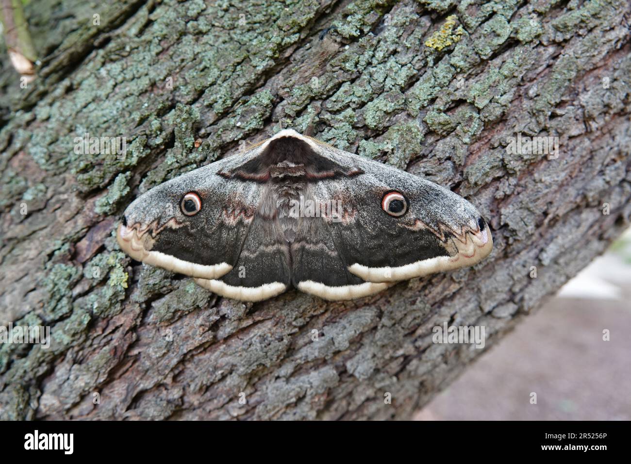 Natural closeup on the Giant or Great Peacock Emperor moth, Saturnia pyri sitting on a tree trunk by day Stock Photo