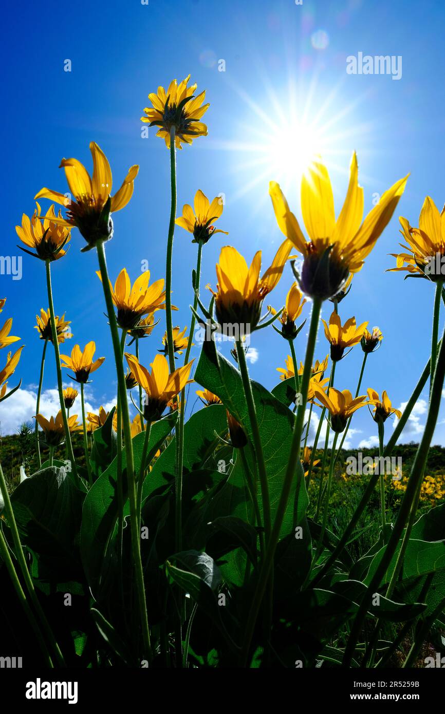 San juan mountains wildflowers hi-res stock photography and images - Alamy