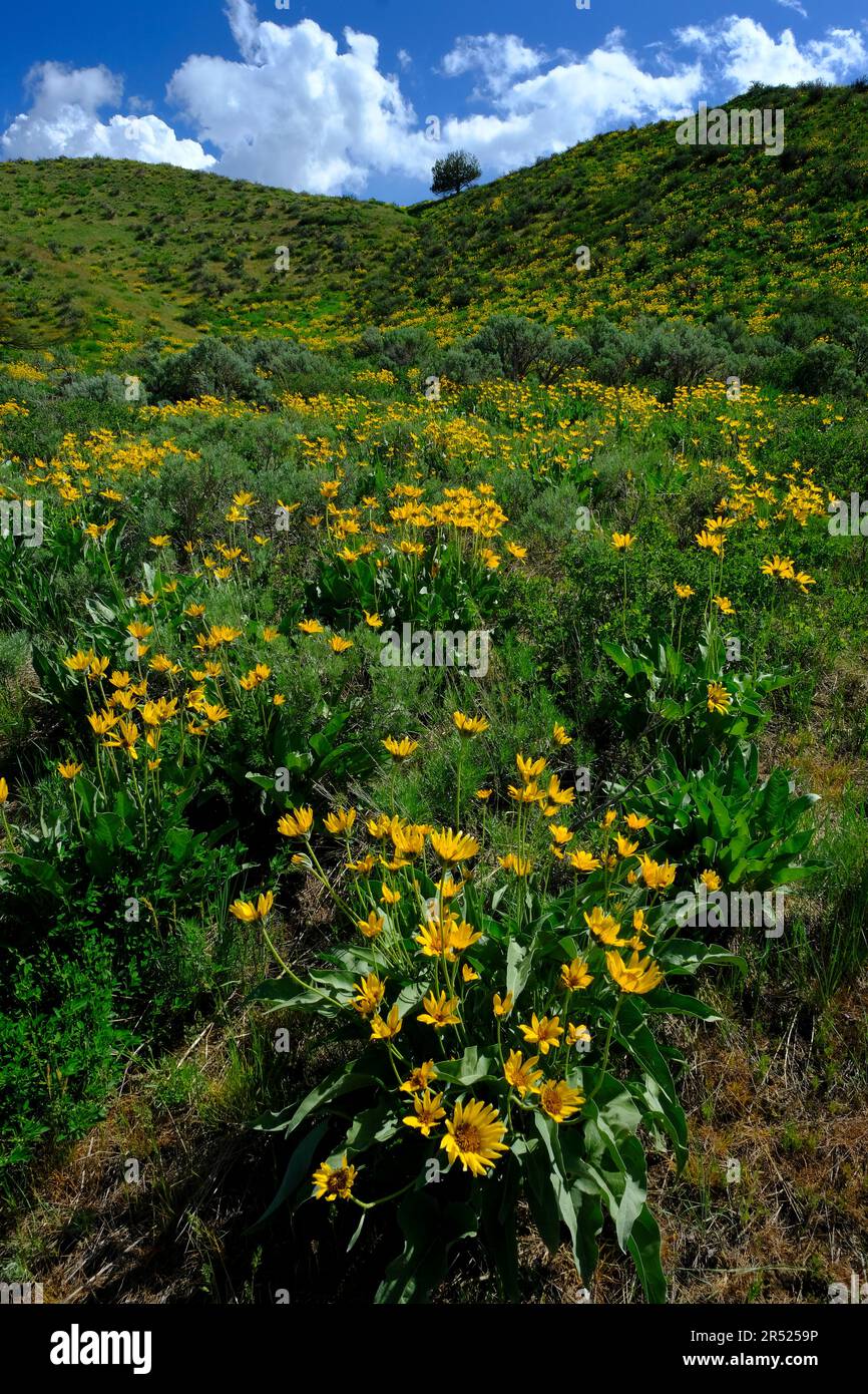 Wildflowers in san juan hi-res stock photography and images - Alamy