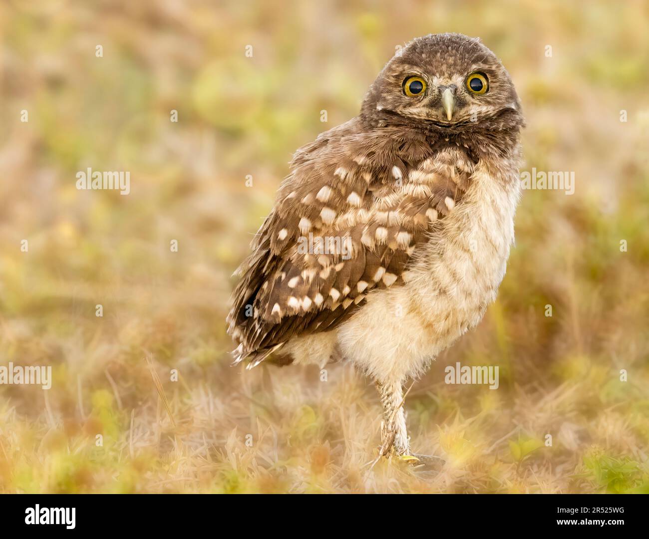 Baby Burrowing Owls From Hoot