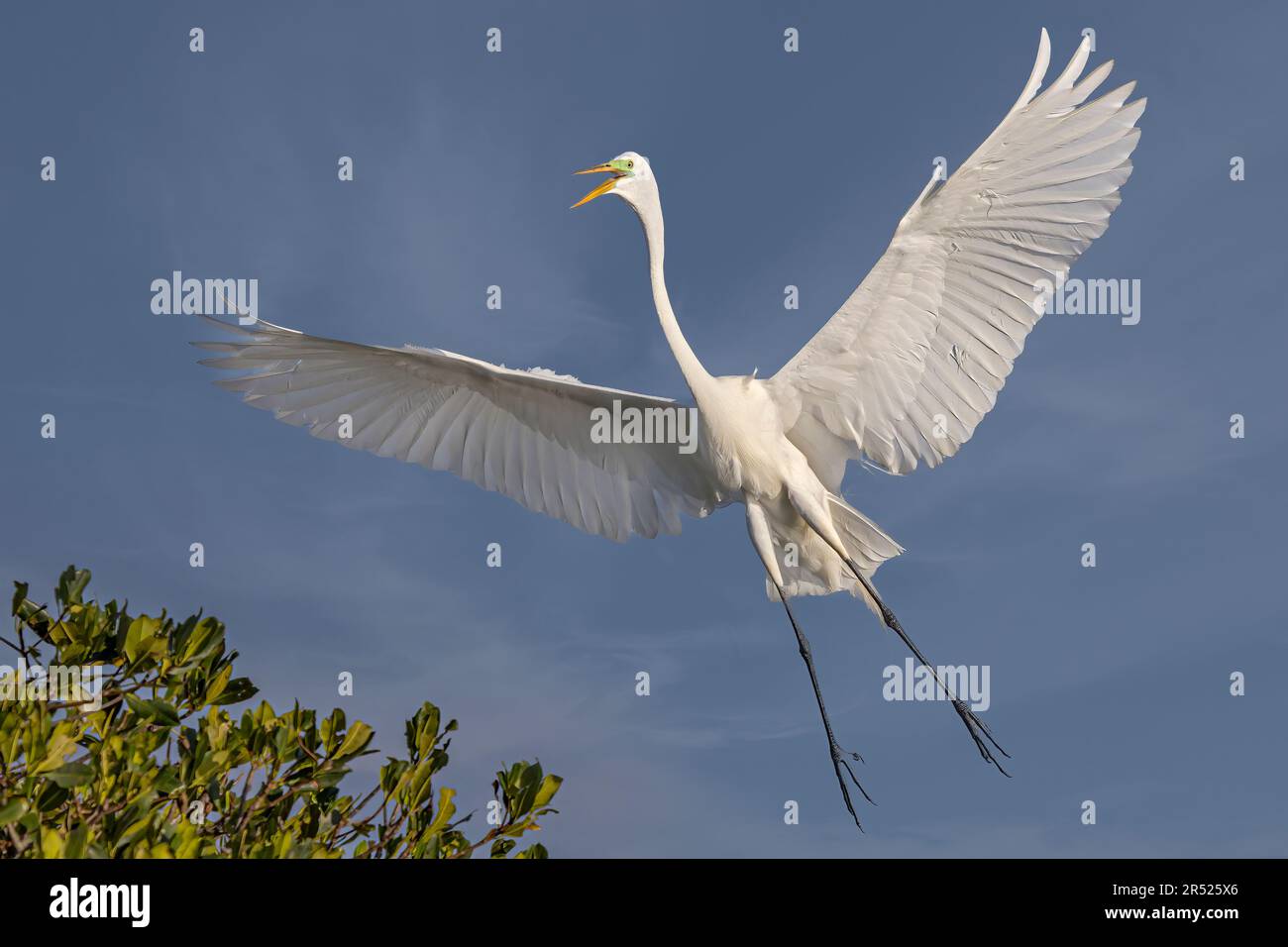 A Great Egret - Great Egret in flight returning to the nest.  The Great Egrets large wing span look almost angelica when spread out.  The large white Stock Photo
