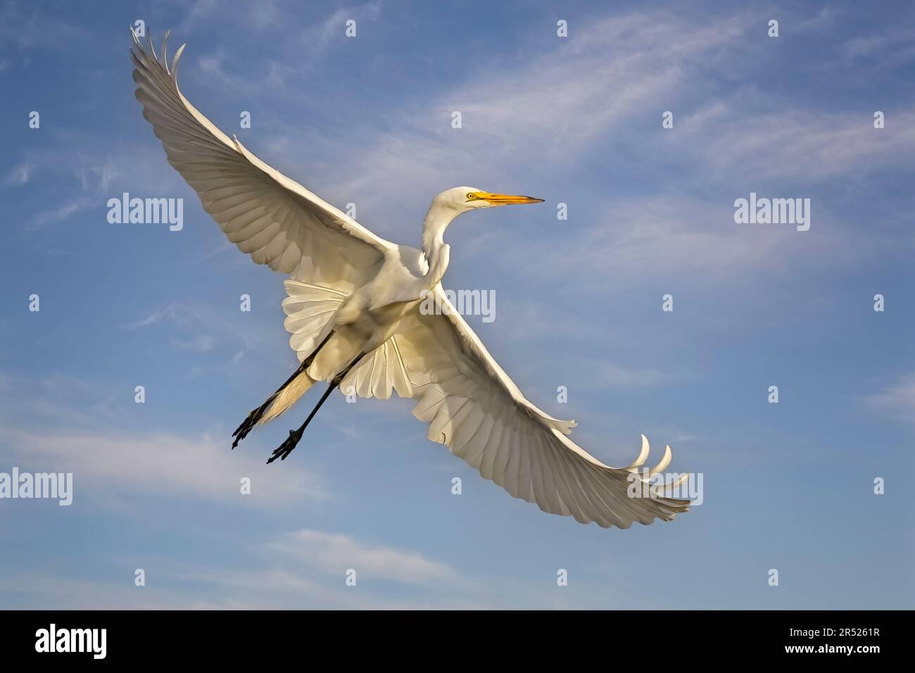 Great Egret Flight - Great Egret in a graceful flight pose.  The Great Egrets large wing span look almost angelica when spread out.  The large white b Stock Photo