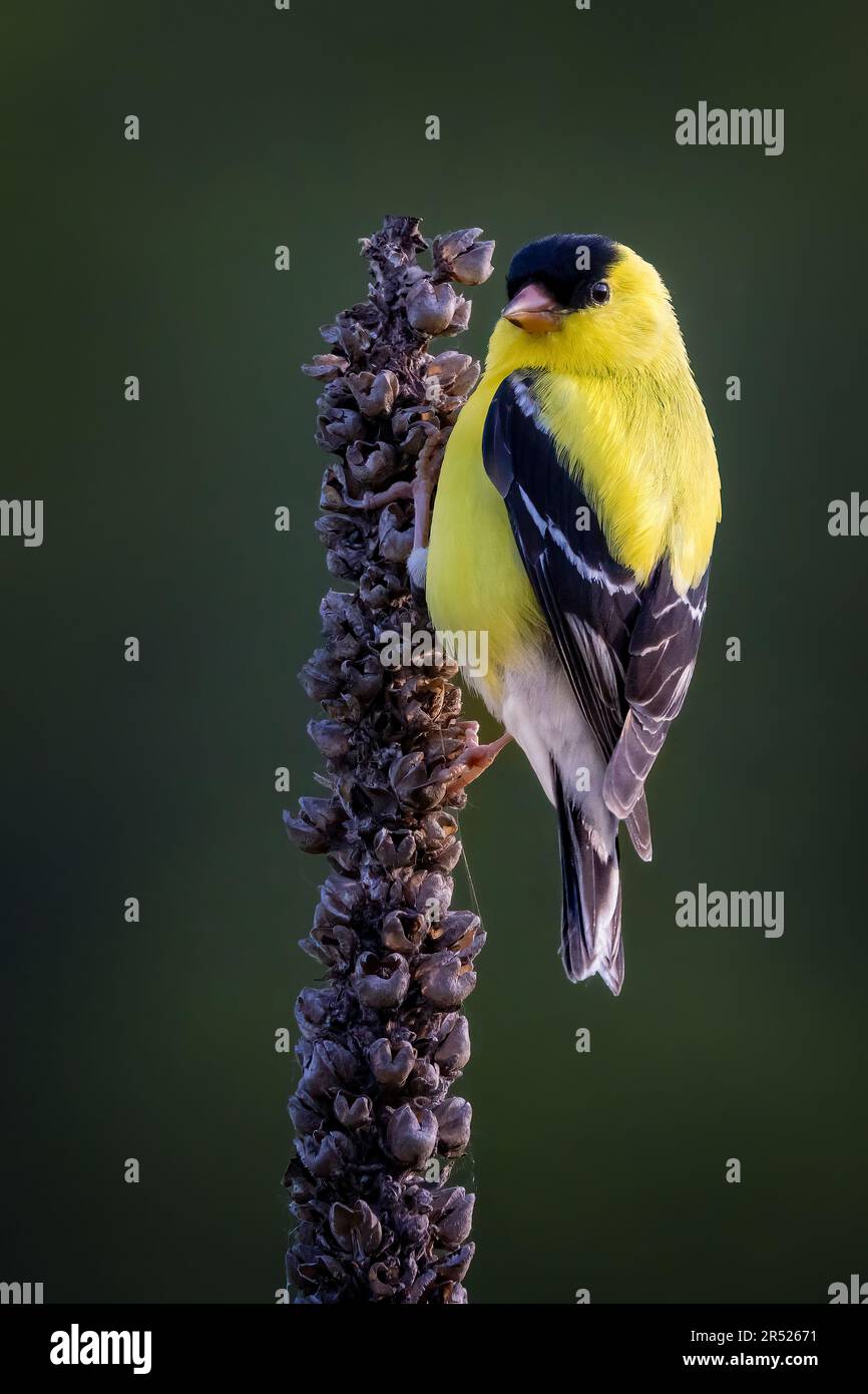 American goldfinch - The male American Goldfinch in breeding plumage takes a quick glance while perched.   This image is also available as a black and Stock Photo