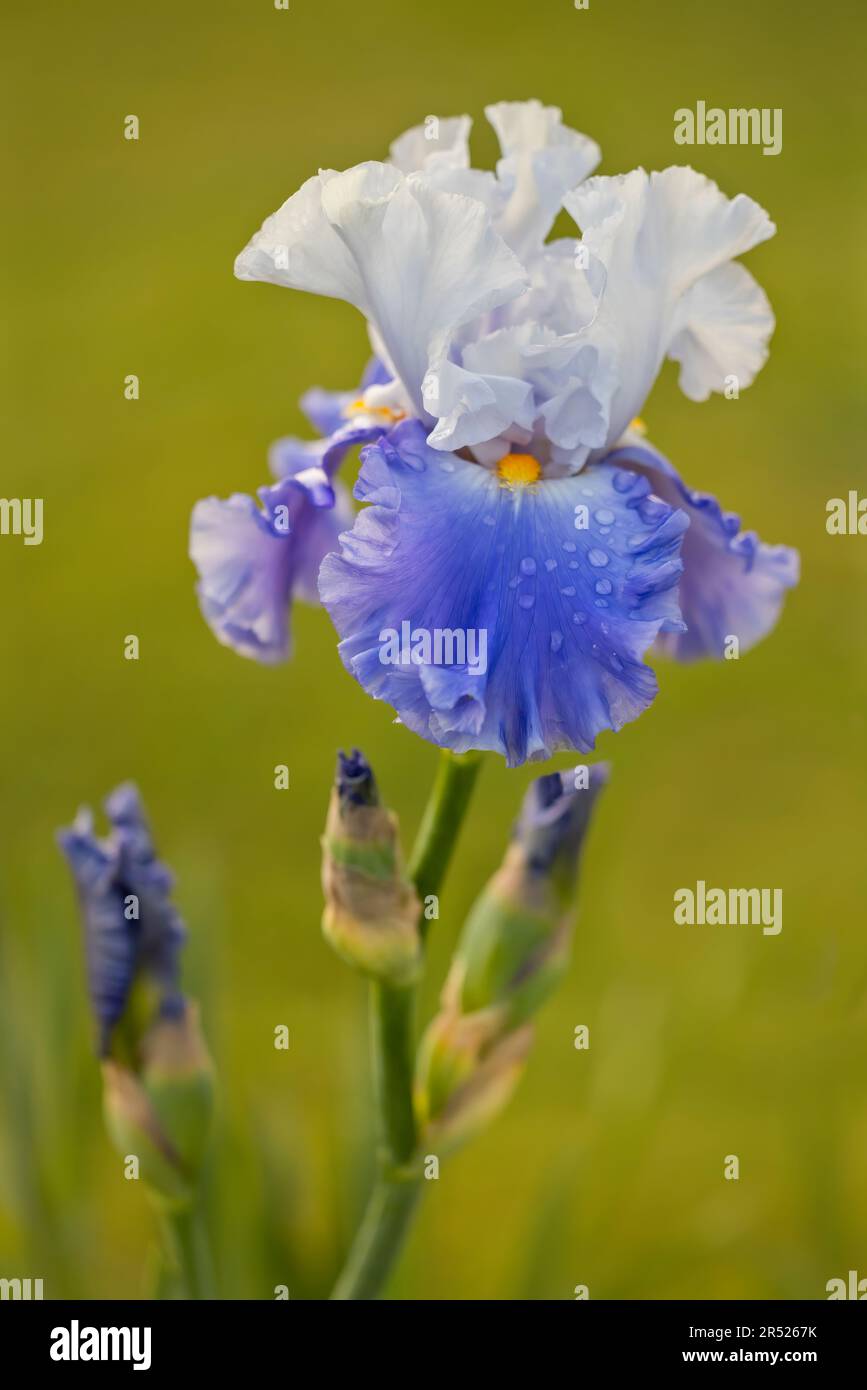 Blooming Iris - Close up view of a Bearded Iris with a single water drop and bud after a rain shower against a soft complimentary background.  This im Stock Photo