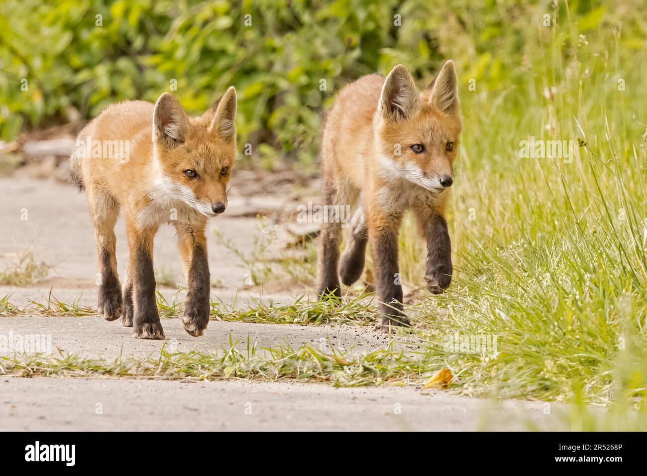 Fox Kits Walking - Two Red Fox kits taking a stroll when out of the den for a little a bit.  This image is also available as a black and white.   To v Stock Photo