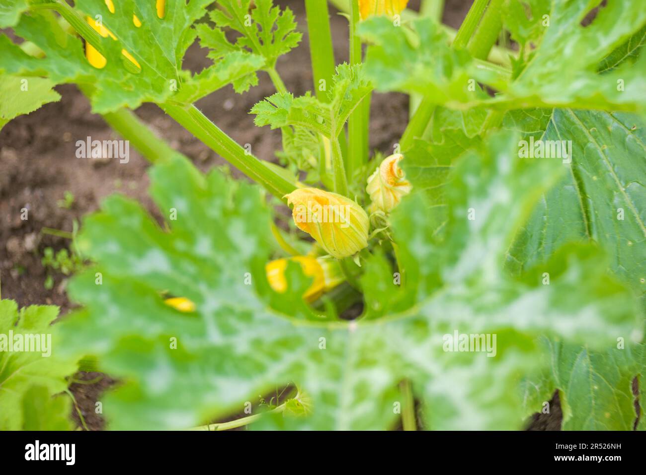 Yellow squash blooms in the bed. Home farming. White Spots on Plant Leaves Stock Photo Alamy