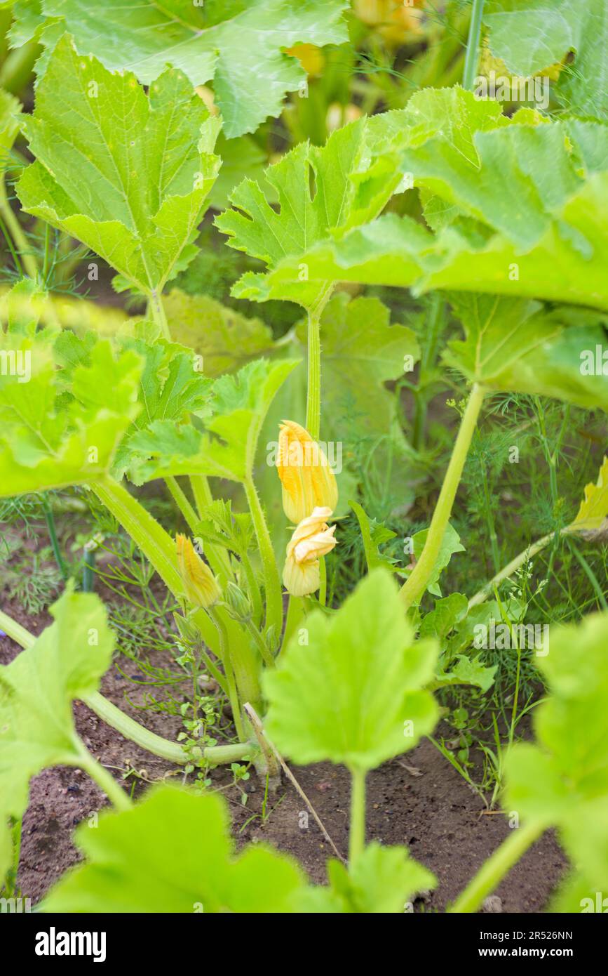 Yellow squash blooms in the bed. Home farming Stock Photo Alamy