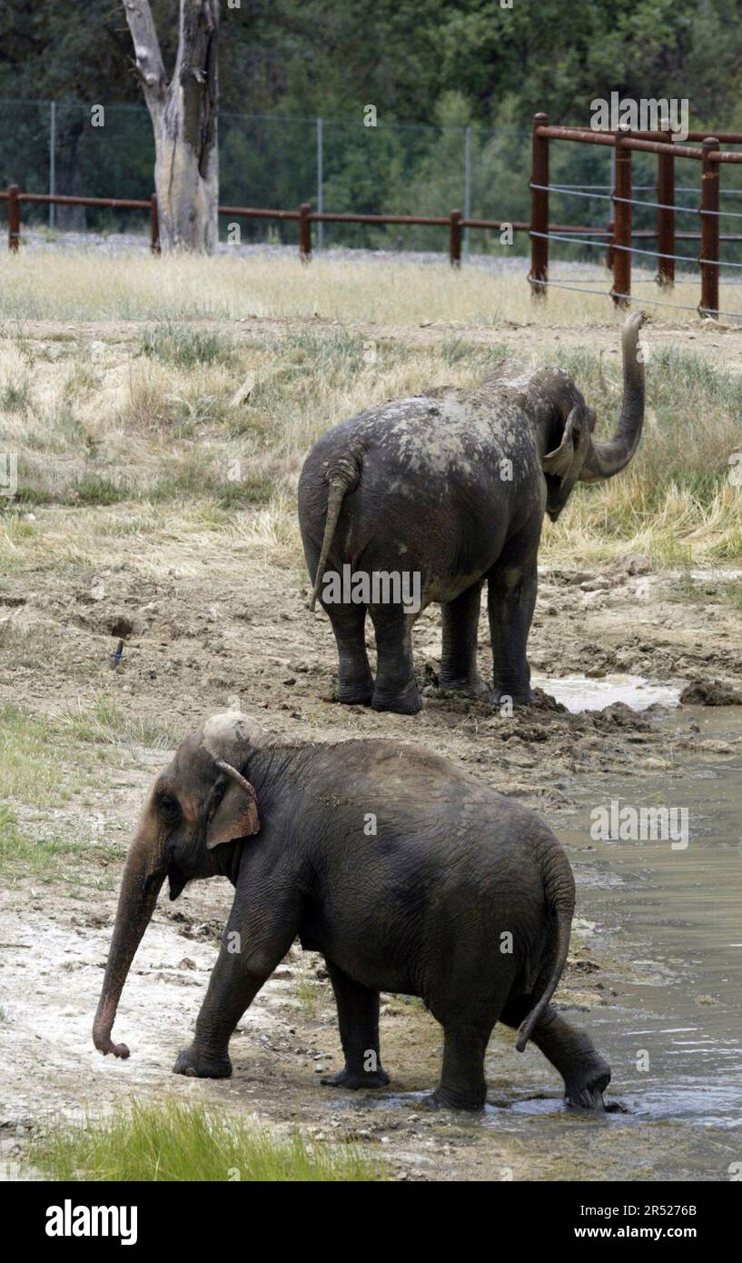 elephants 093 pc.jpg Asian elephants Minnie (top) and Rebecca roam