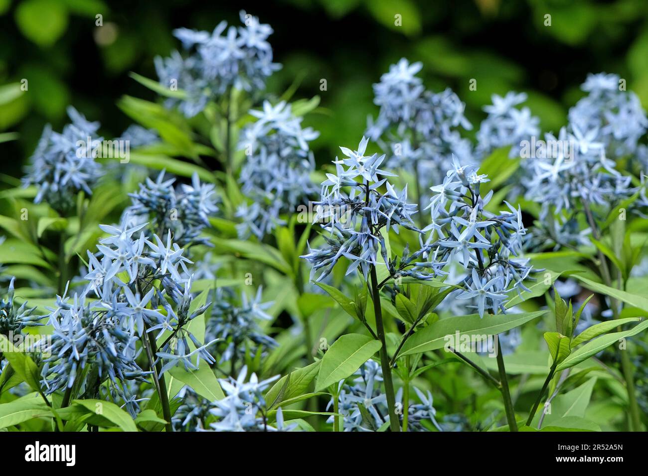 Amsonia orientalis, also known as Blue Star, in flower. Stock Photo