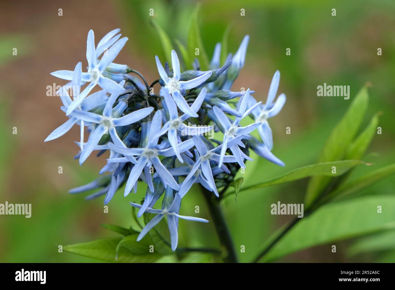 Amsonia amsonia hi-res stock photography and images