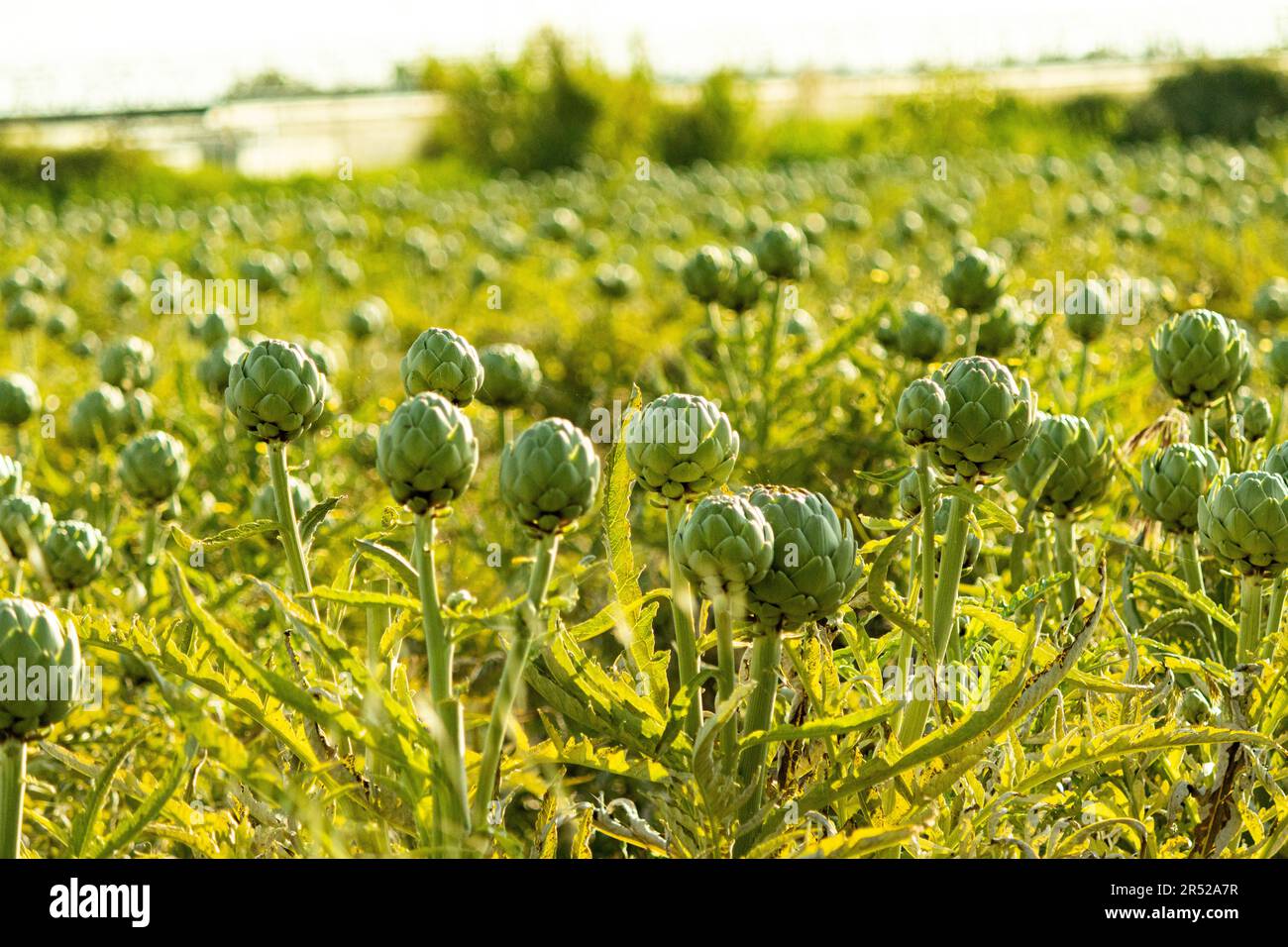 Fresh artichokes with cluster of budding flower buds growing in agriculture field under daylight on sunny day against blurred countryside Stock Photo
