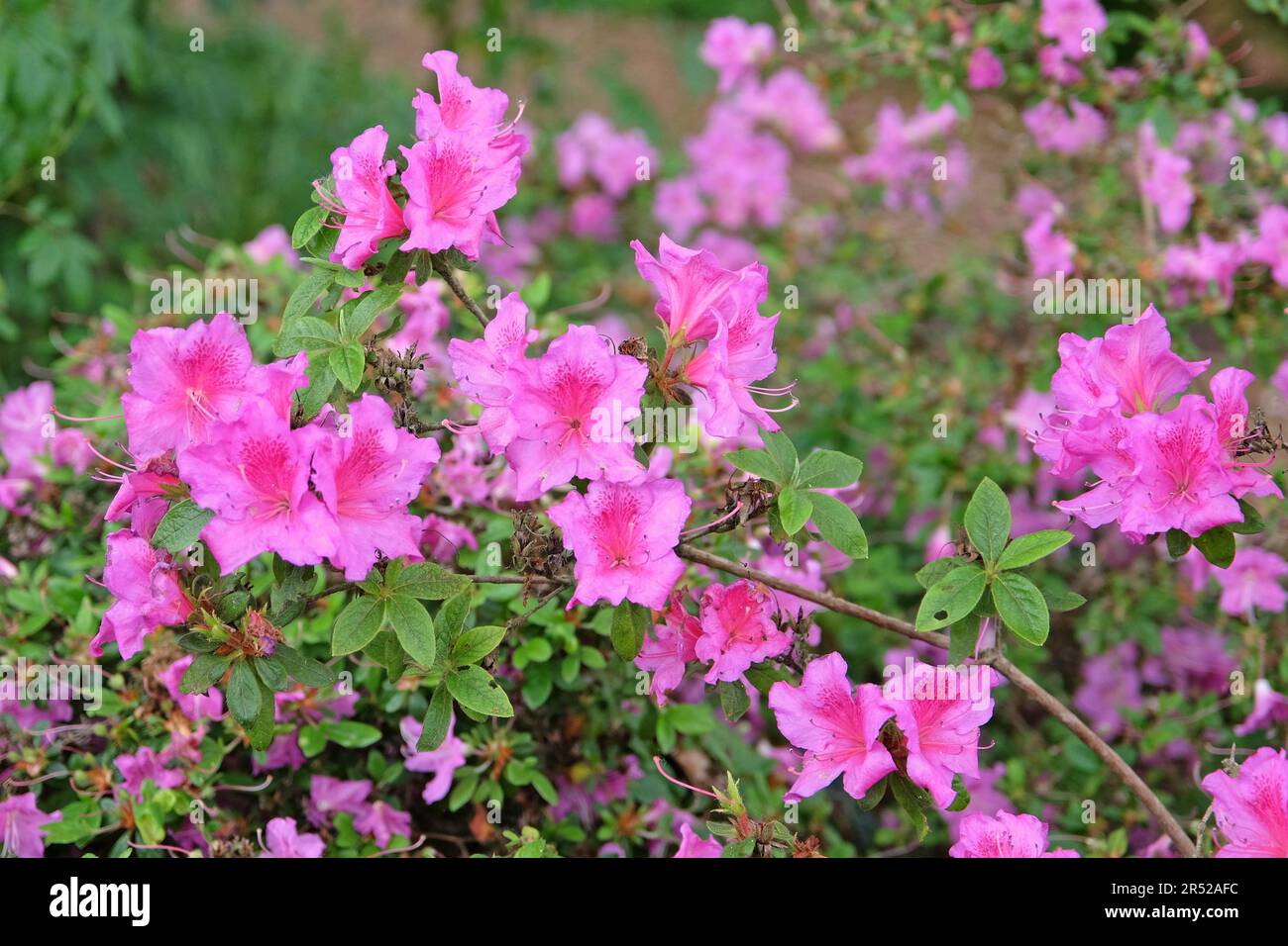 Azalea 'Purple Splendour' in flower. Stock Photo